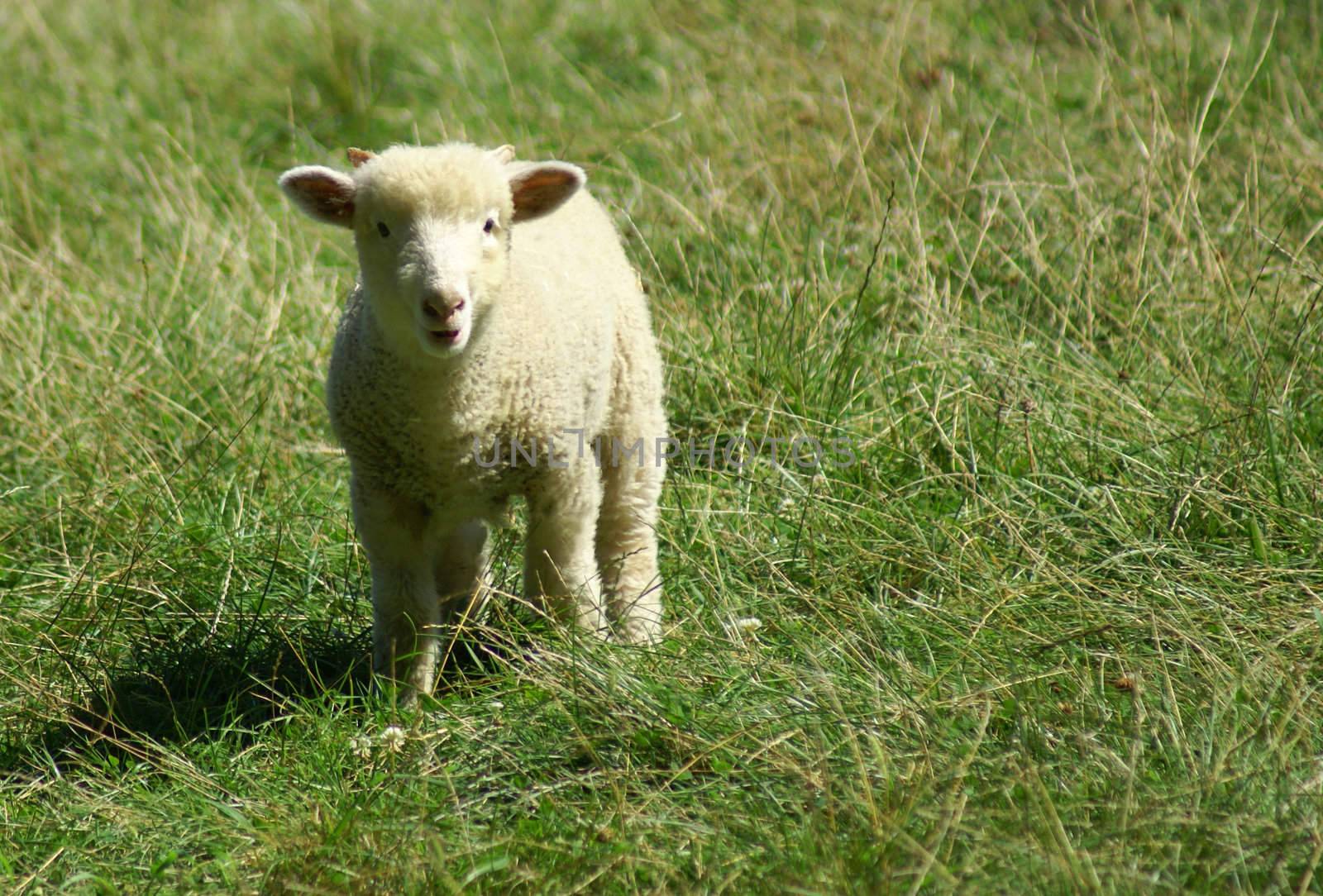 A cute Lamb posing