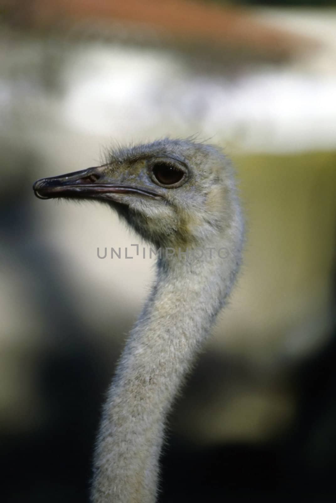 Close up of a ostrich head
