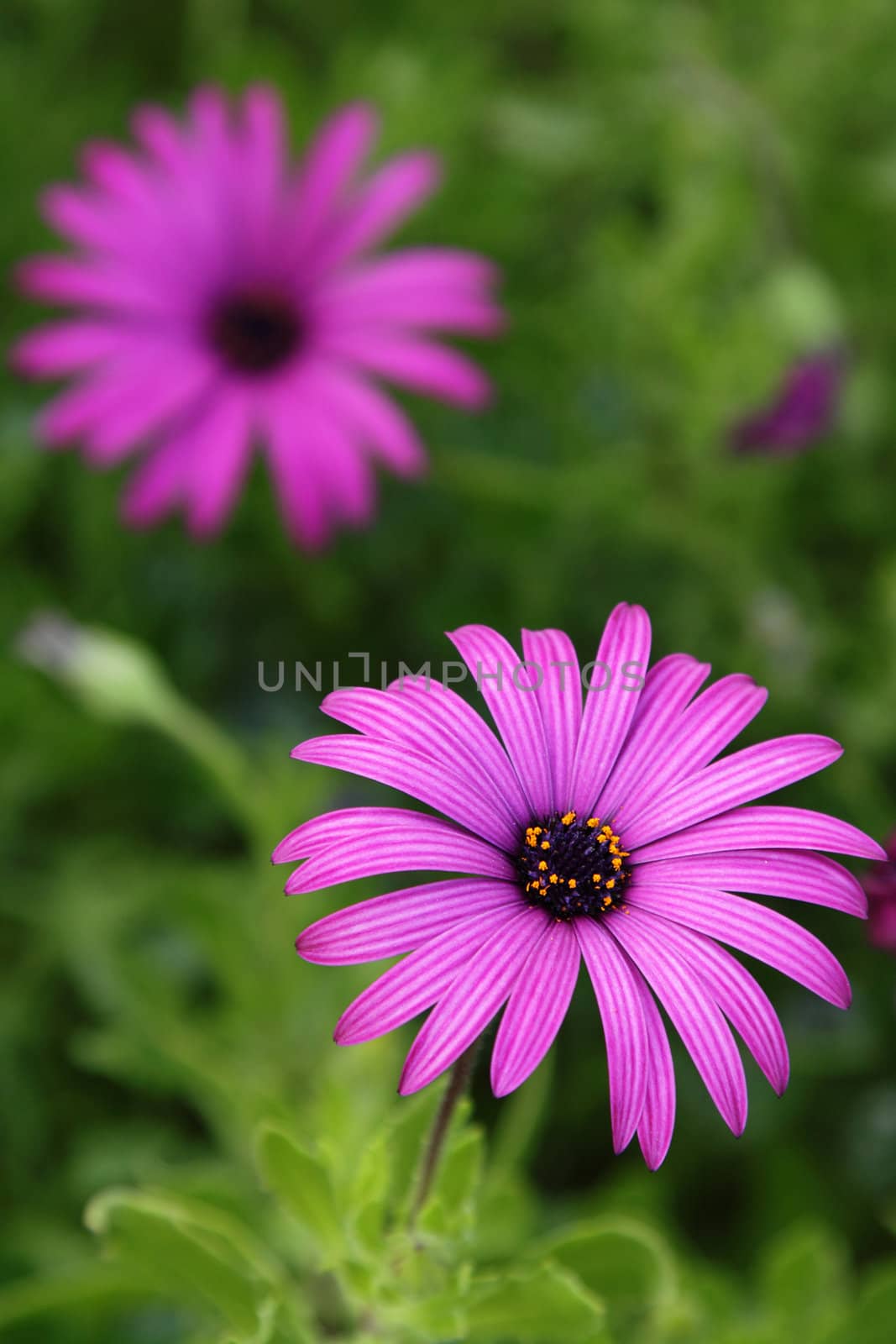 Purple daisy in the garden, over green background