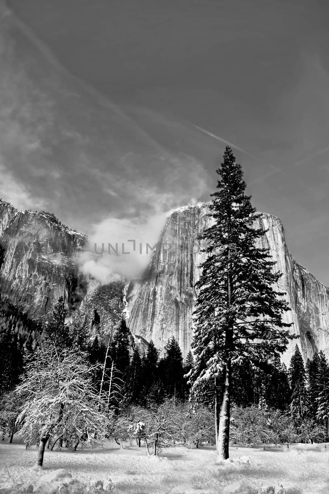 Black and white image of Clouds forming on the snow covered granite peaks (El Capitan) in Yosemite National Park with snow covered trees in the foreground