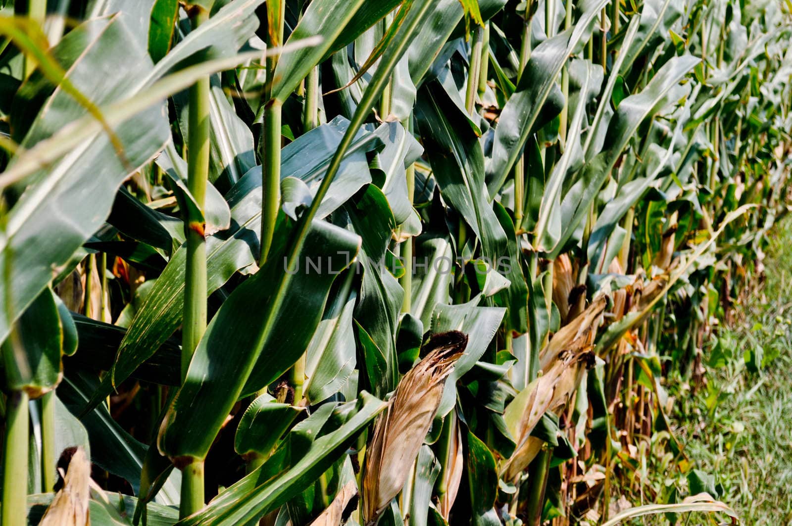 Corn field by RefocusPhoto