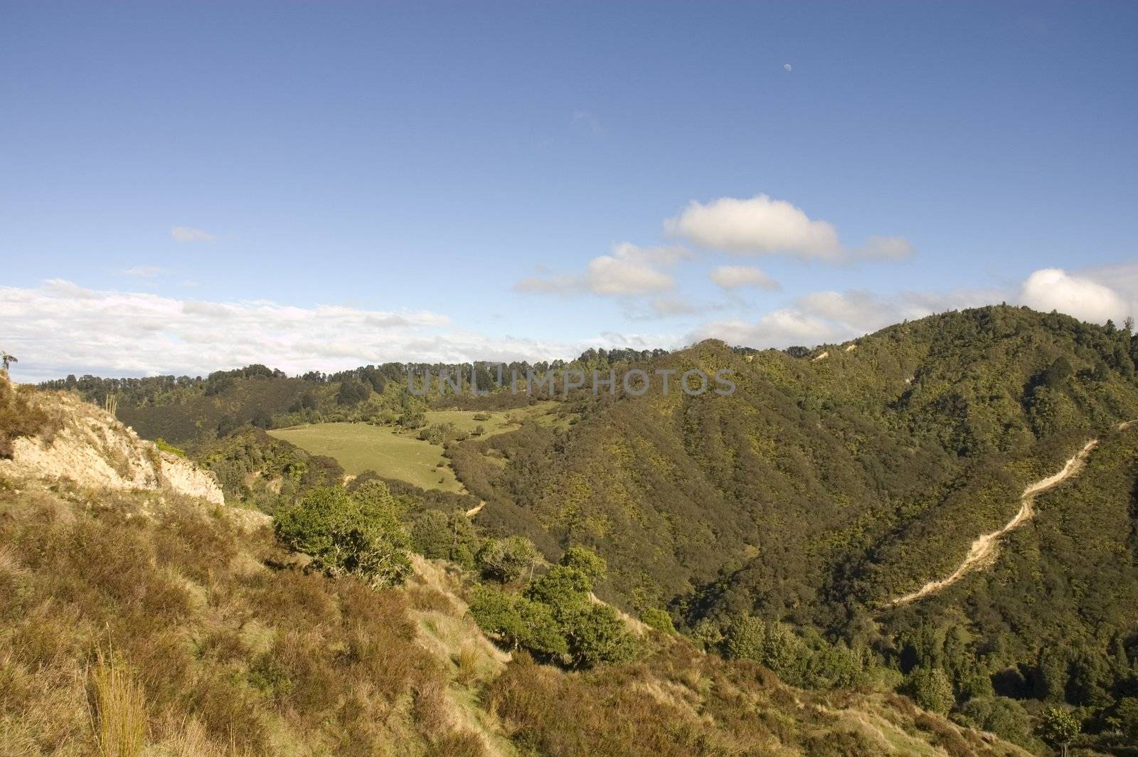 moonrising over the native bush on a private block near Wanganui, North Island, New Zealand. This old native Beech and Punga forest and manuka bush with an old logging road on the right, is home to introduced species such as wild pig, fallow deer, rabbits, wild goats, Australian possums and to the indigenous Kiwi .