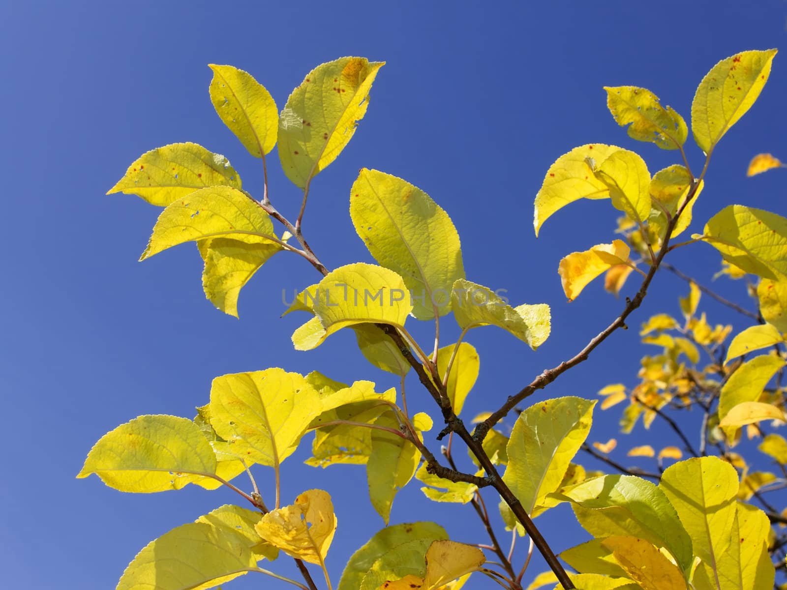 Yellow autumn leaves on apple tree against blue sky