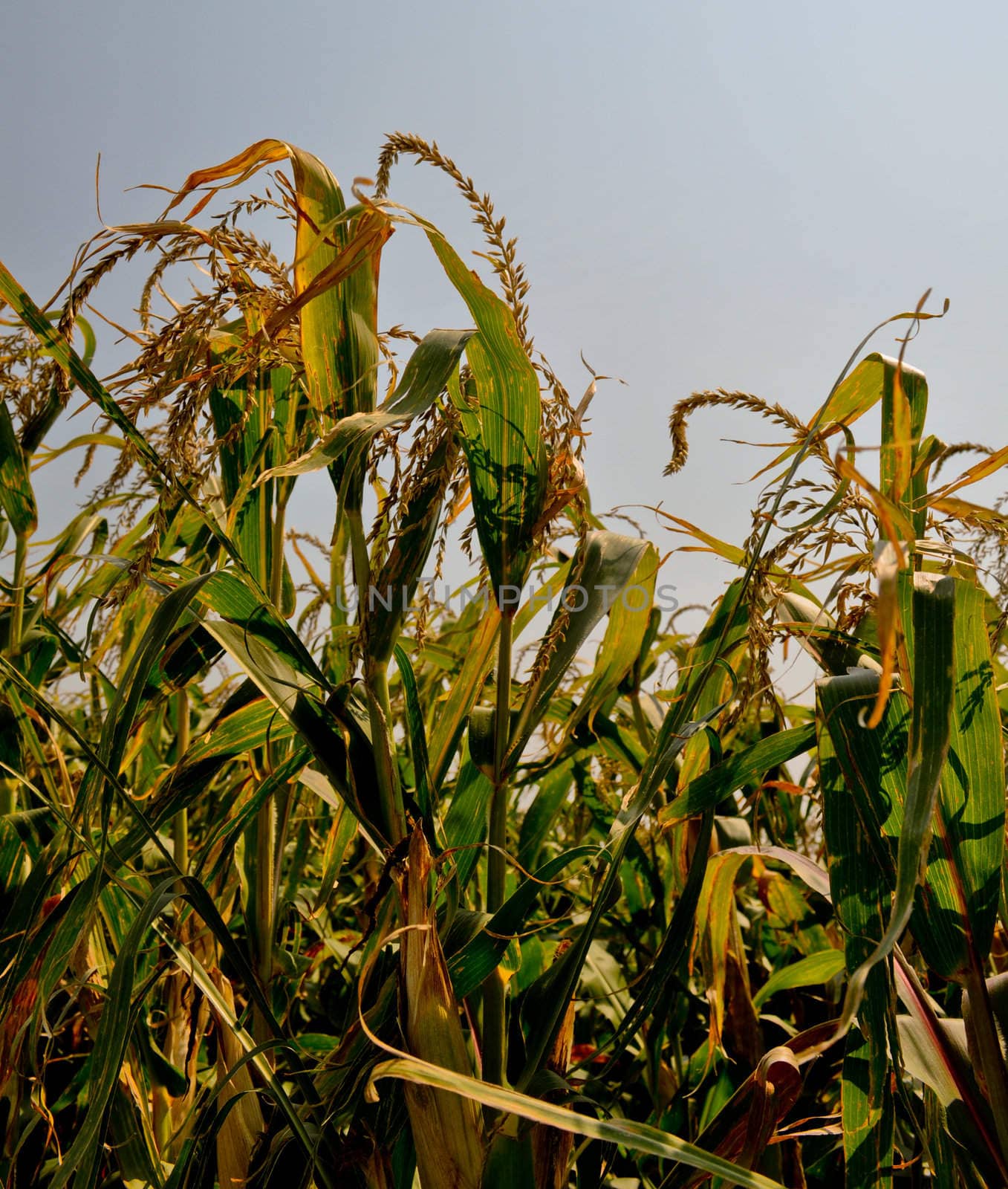 Corn field by RefocusPhoto