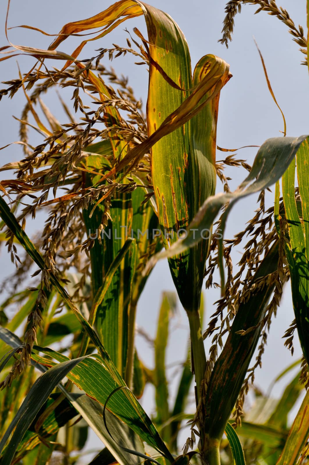 Corn field 2 by RefocusPhoto