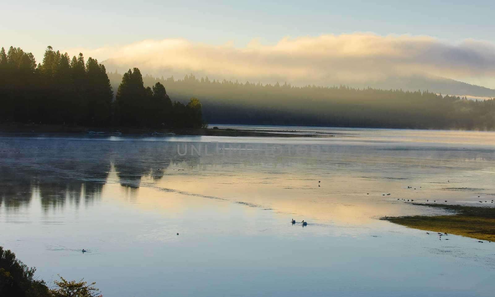 pelicans swimming on a misty morning sunrise on Lake Almanor, northern California