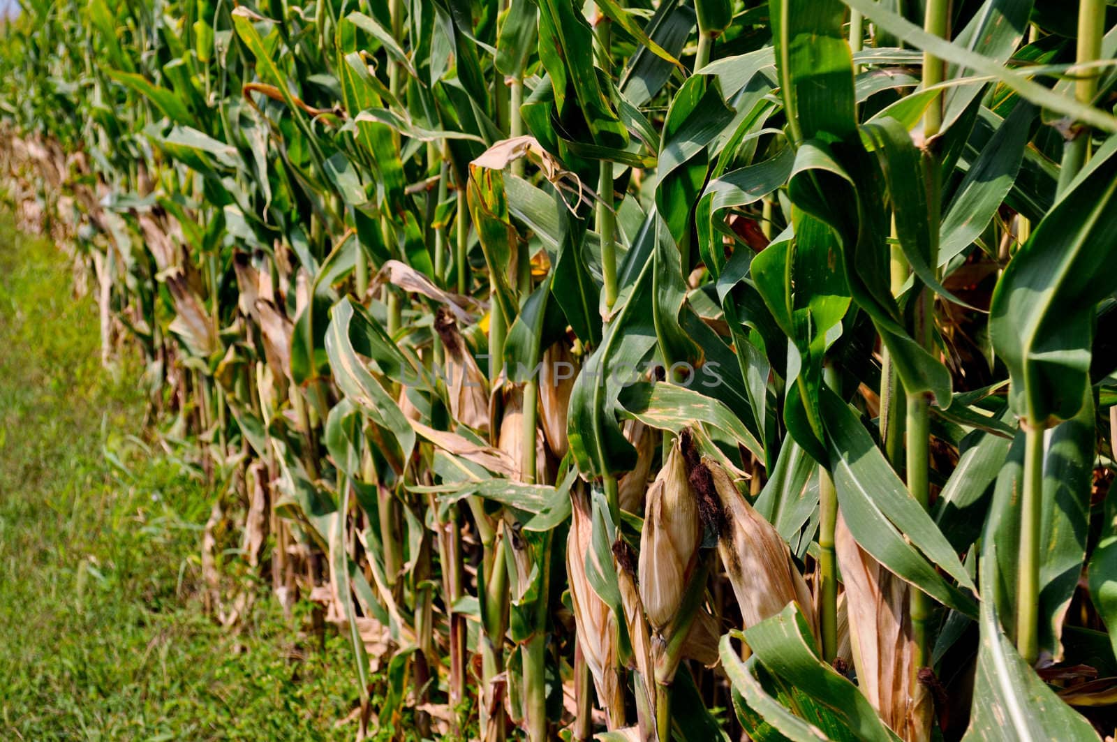 Corn field by RefocusPhoto