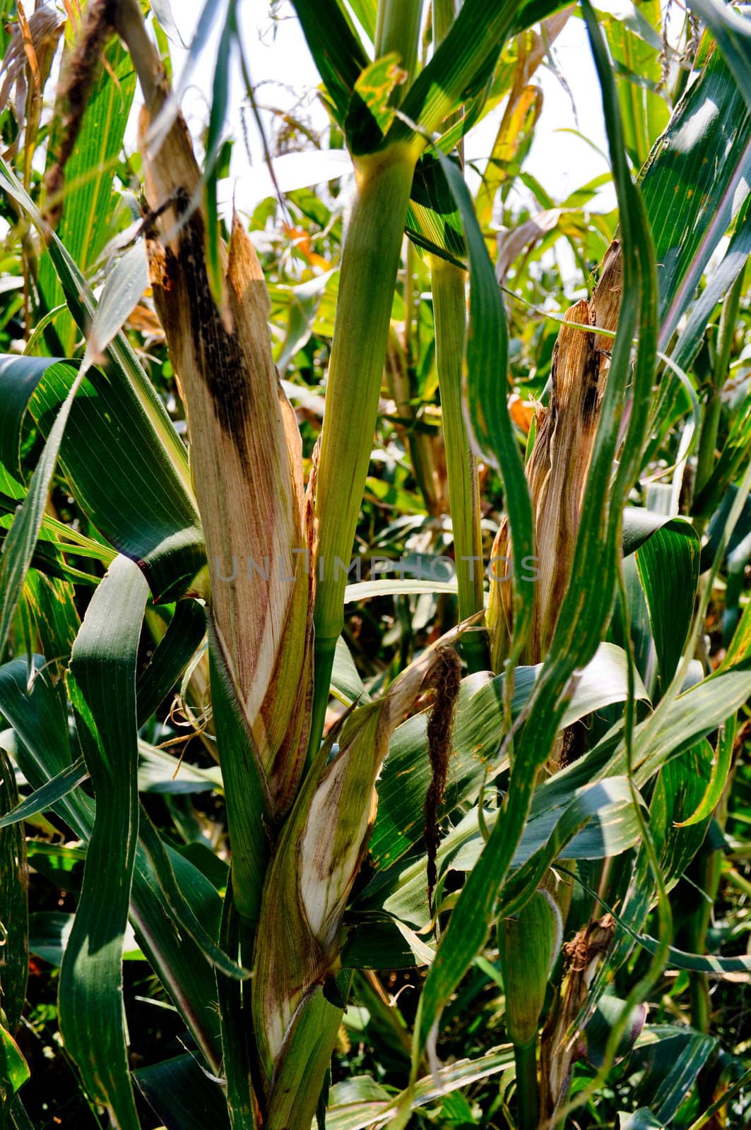 Corn field by RefocusPhoto