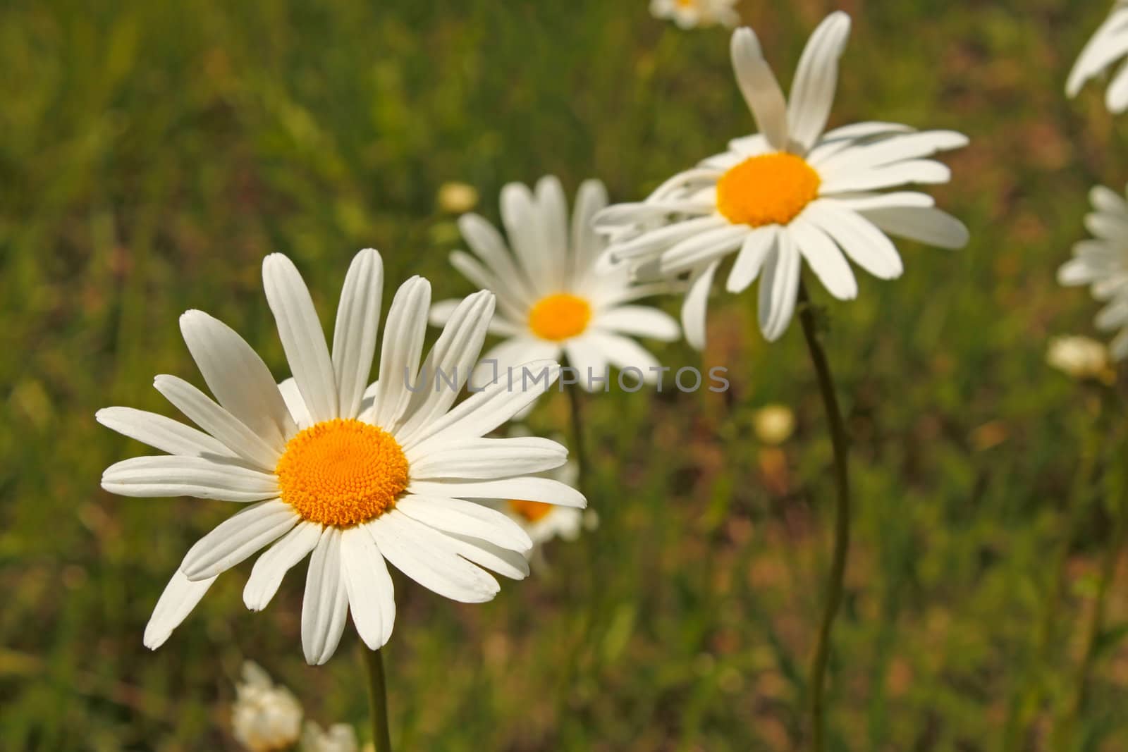 Blooming of large field daisies in a meadow