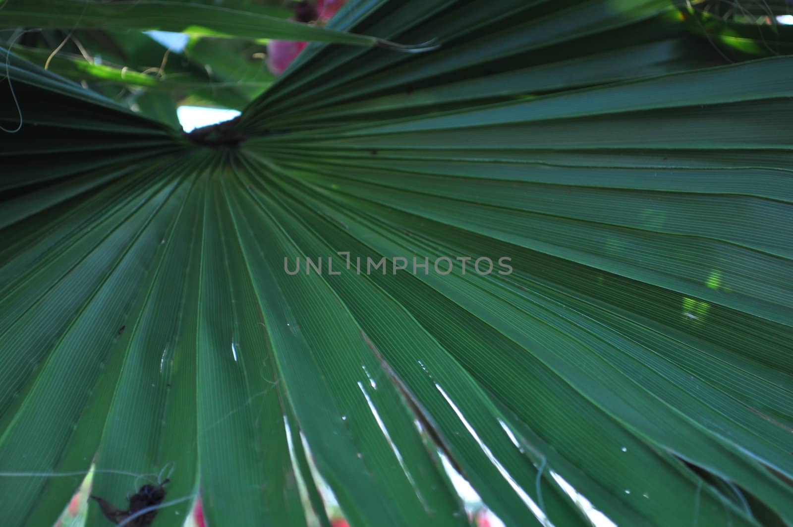 Palmetto Frond