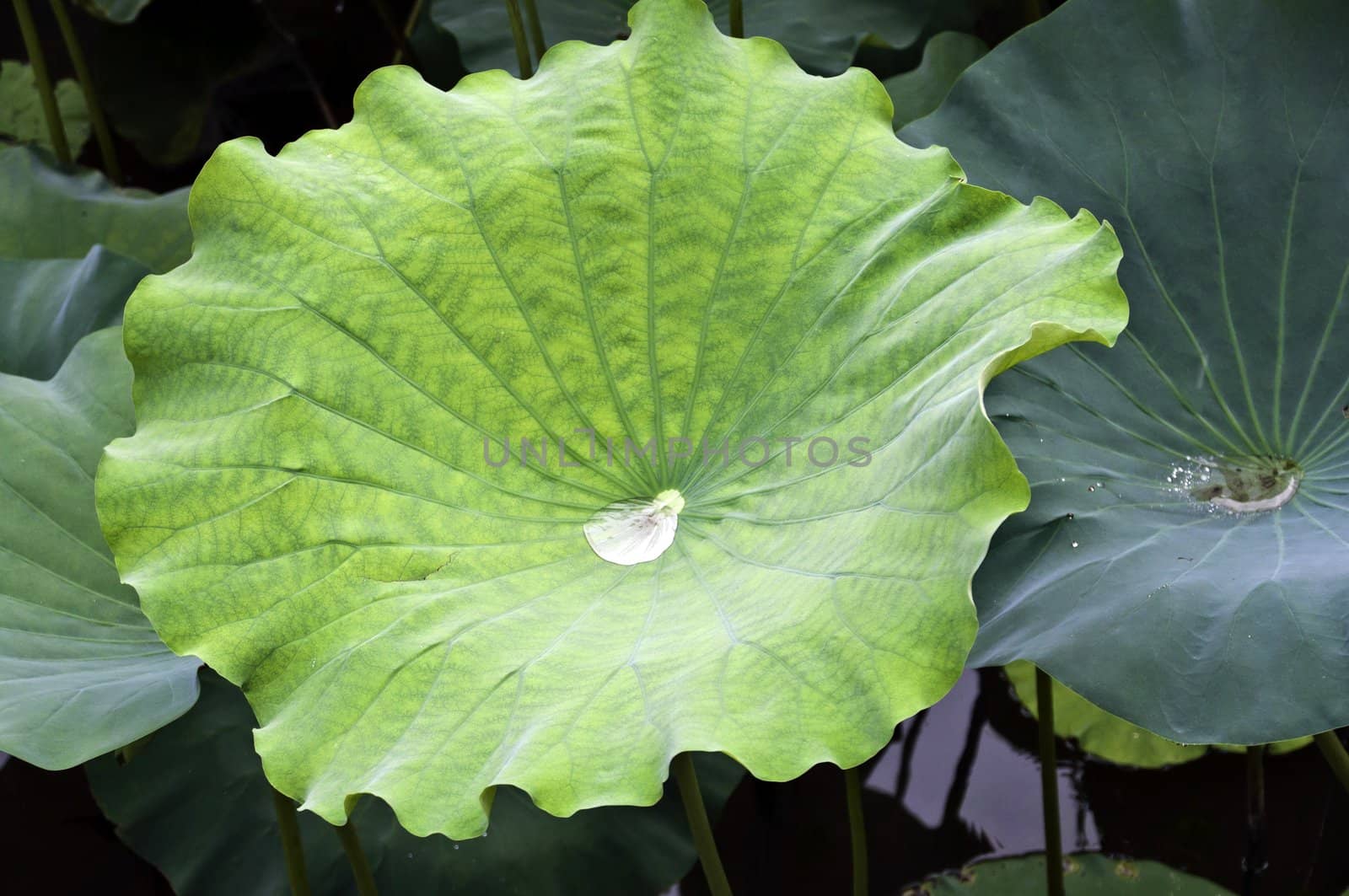 Green Lotus leaf with drop inside by rigamondis