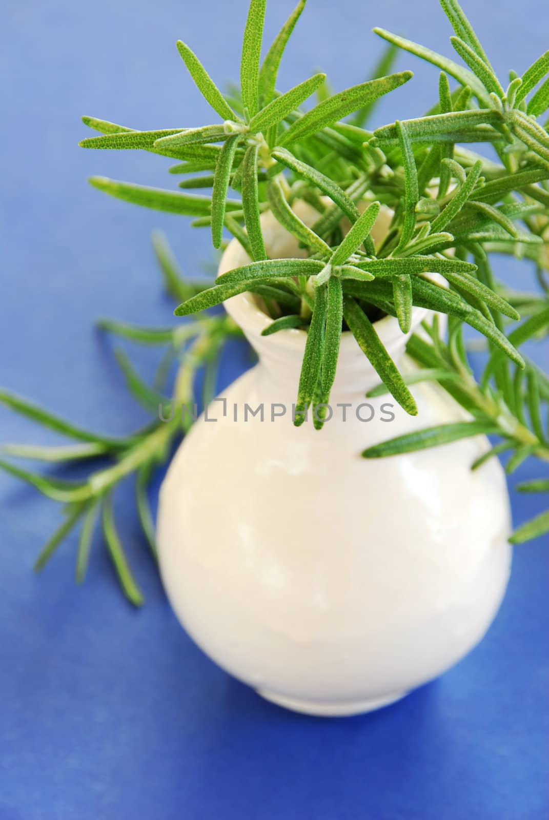 fresh rosemary green sprigs in white vase over blue background