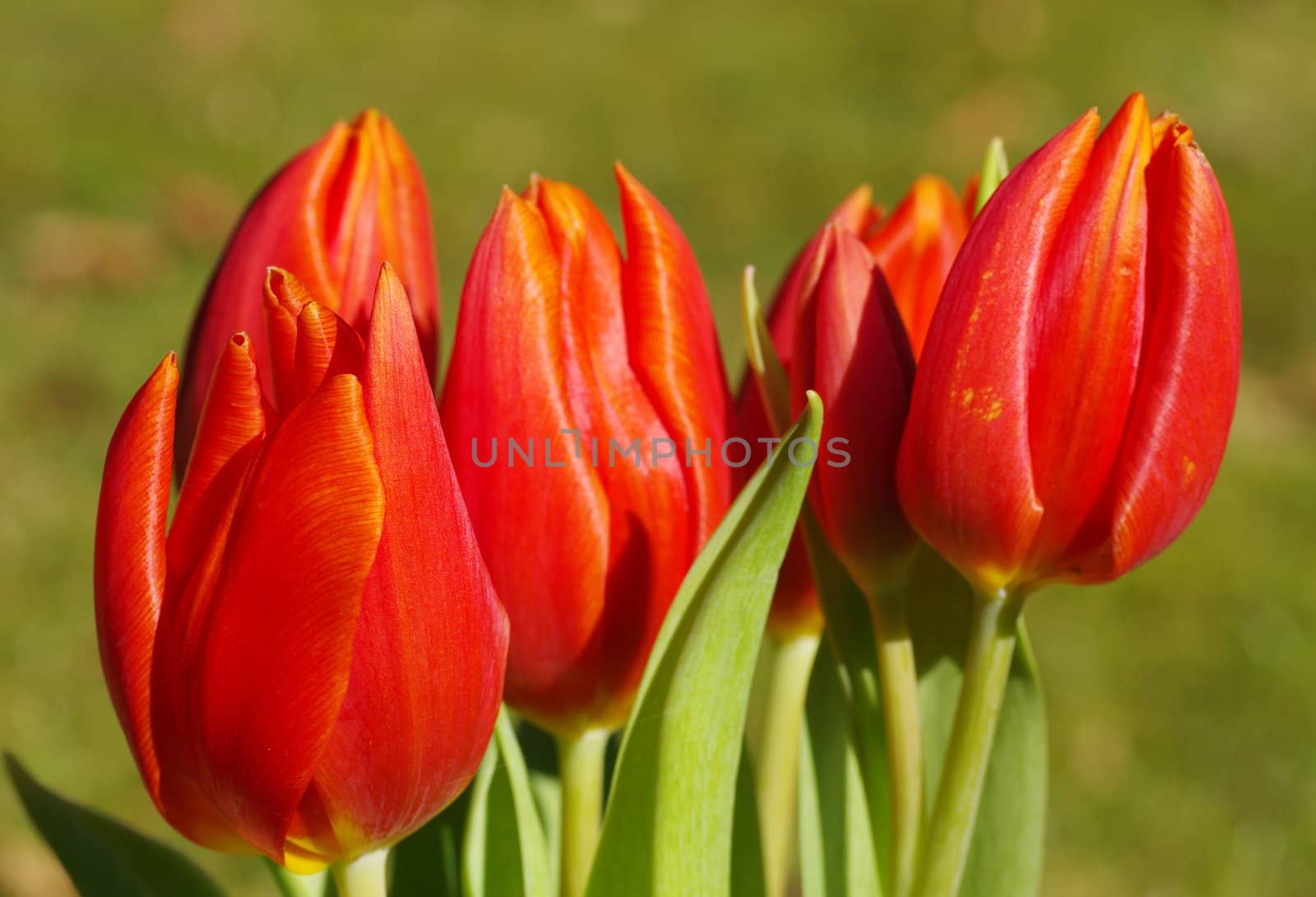 macro tulip bouquet