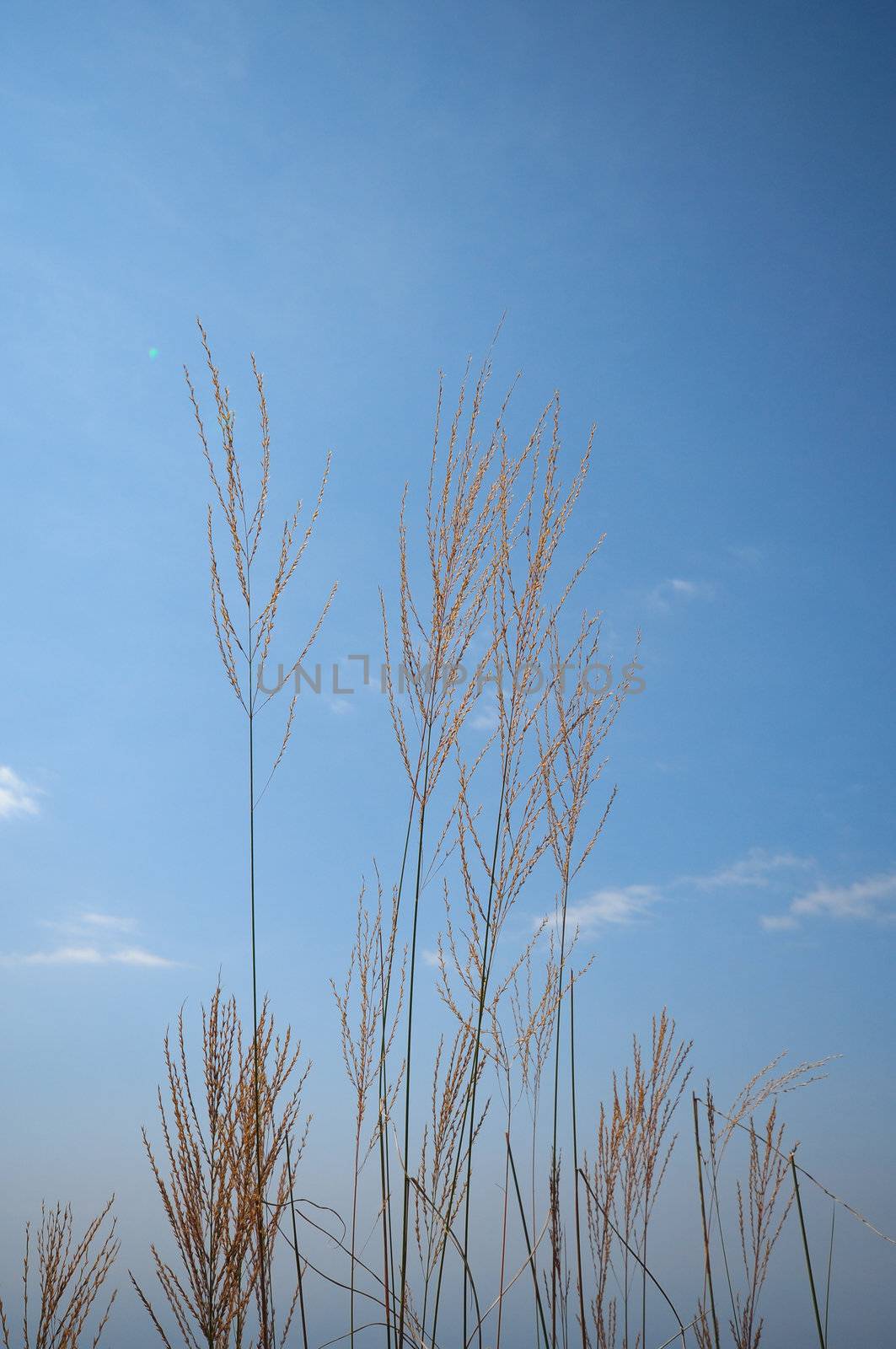 grass flower