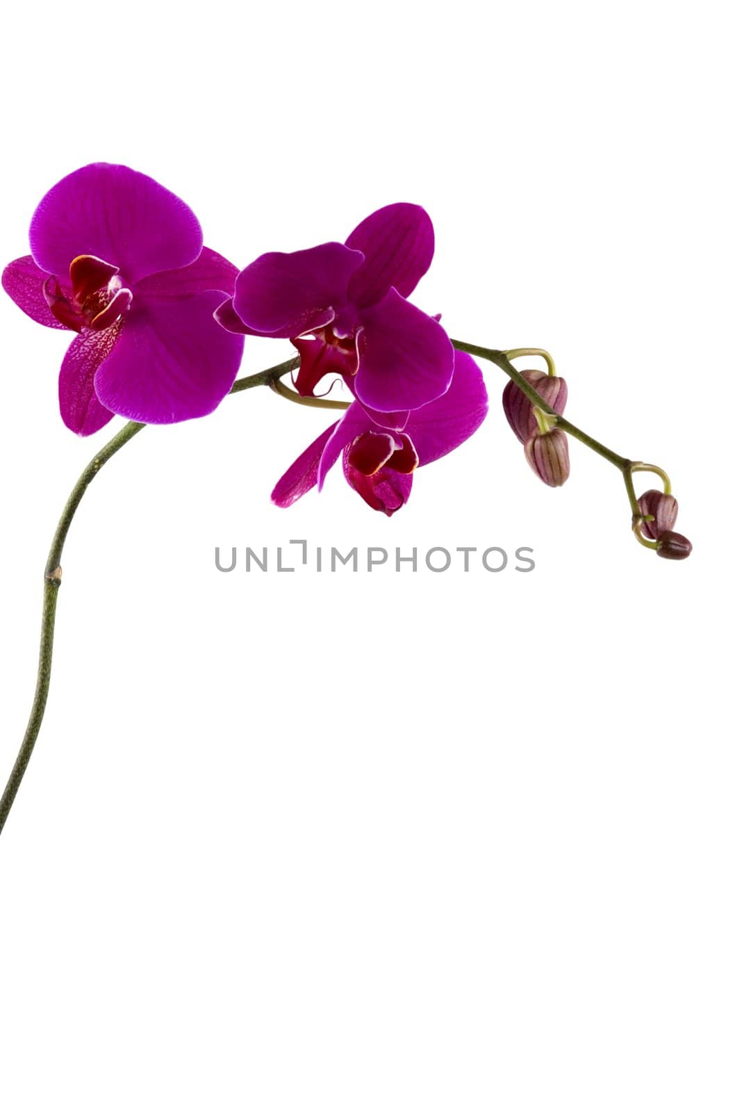 Beautiful fresh orchid