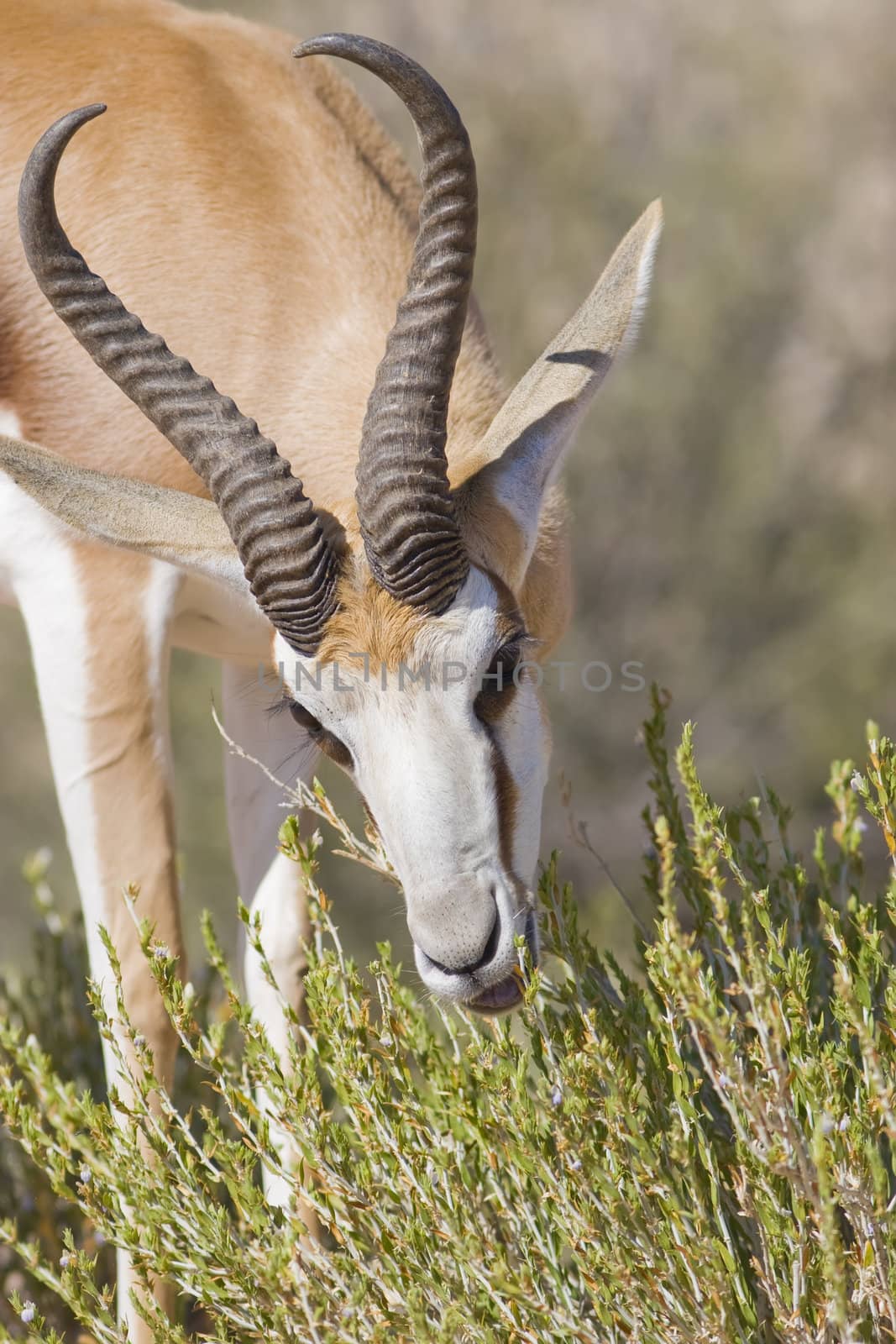 springbok feeding time by nightowlza