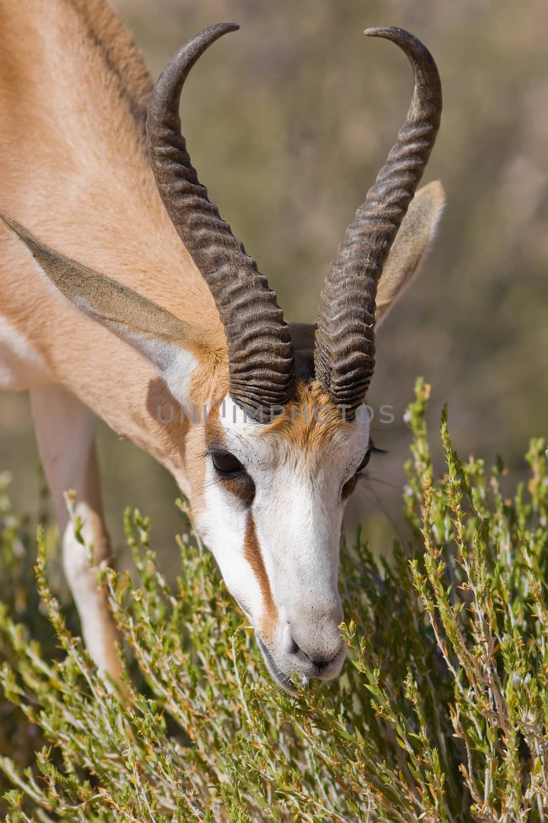 Adult Male springbok feeding on some plants