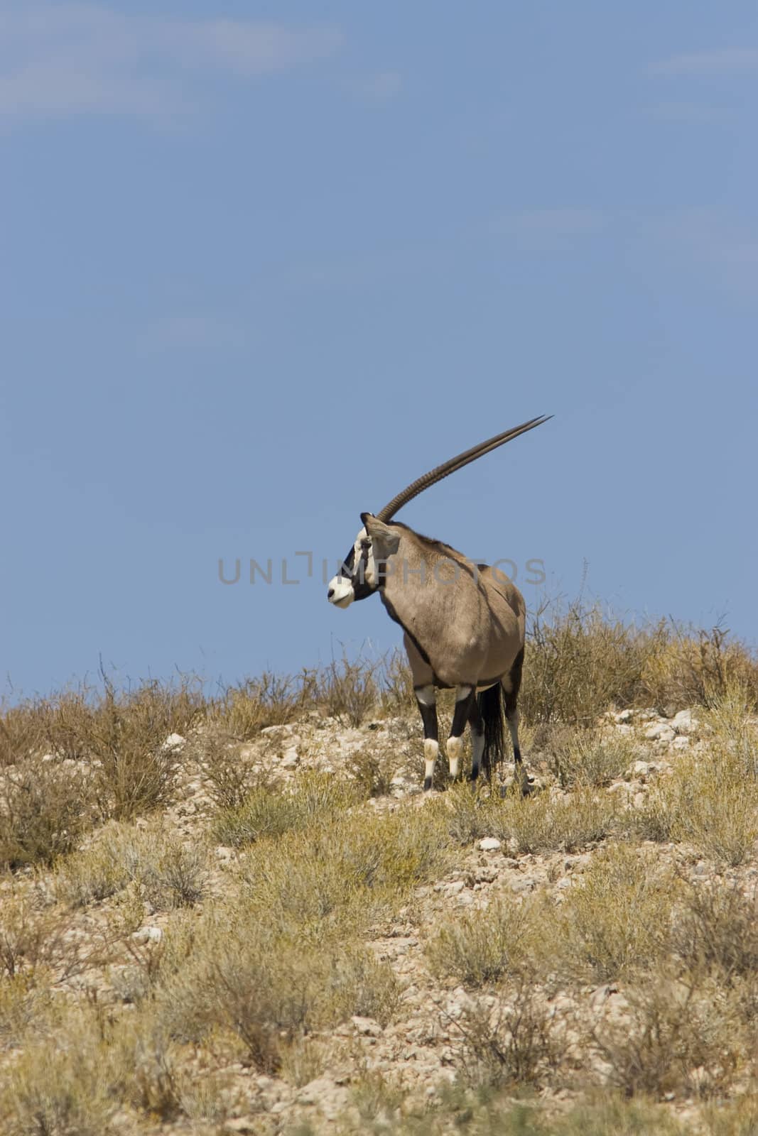 Gemsbok on a grassy ridge in the Kalahari