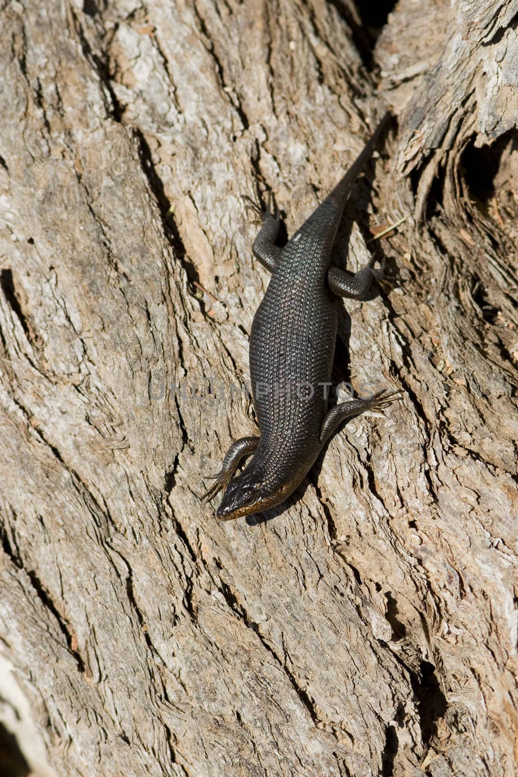 Lazy lizard warming in the sun on tree bark