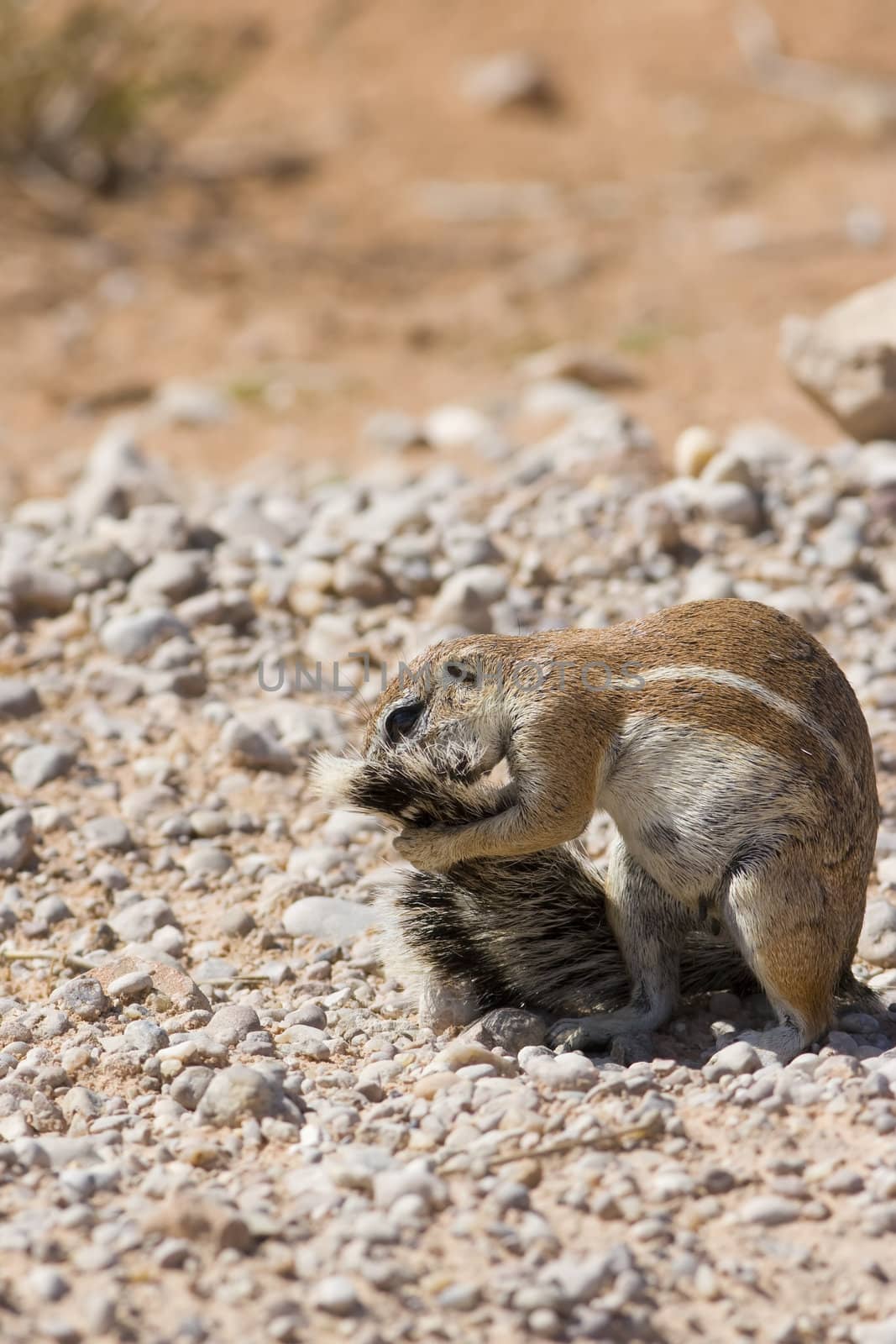 Squirrel Grooming by nightowlza