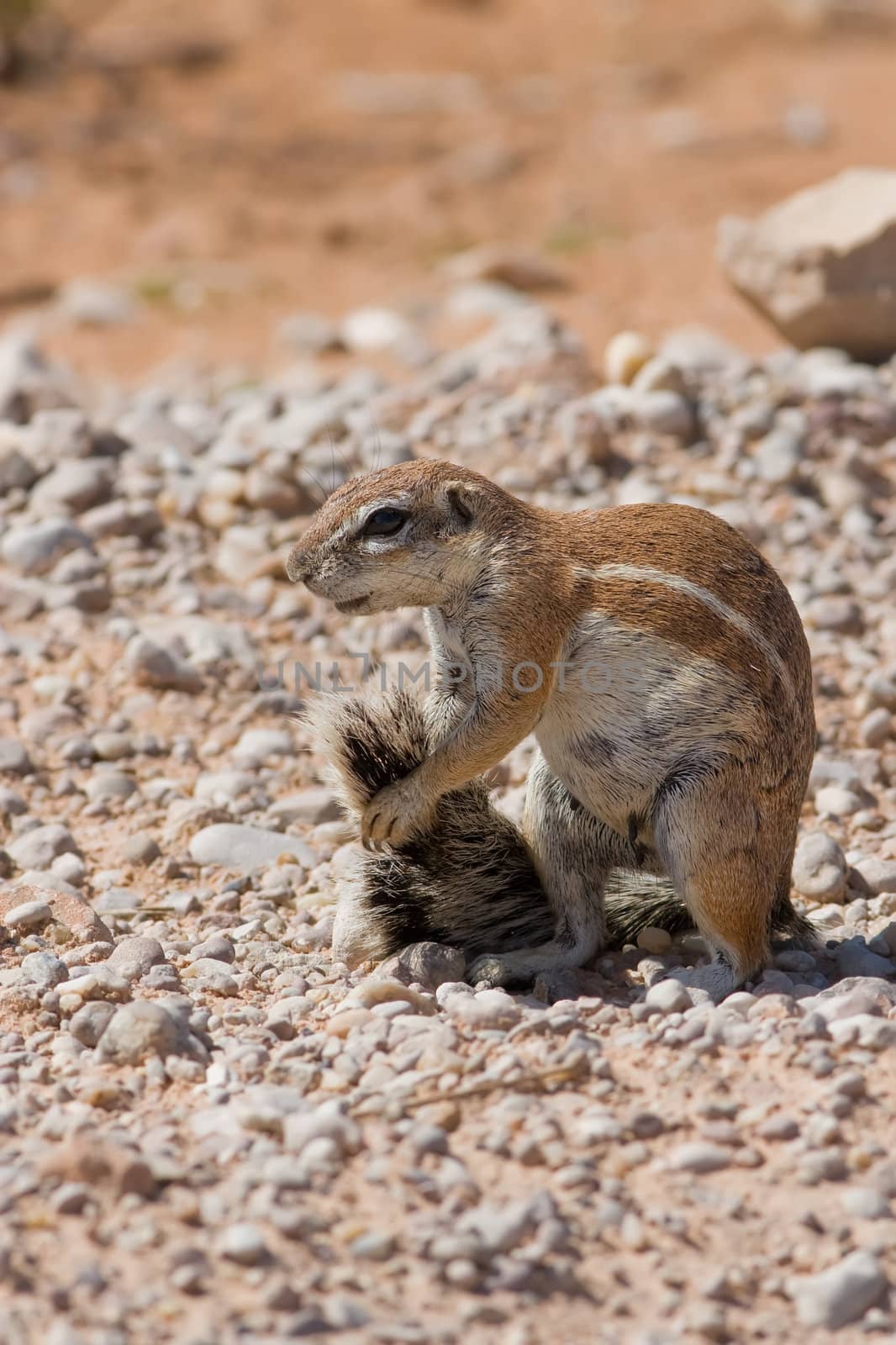 Ground squirrel grooming its tail in the kalahari