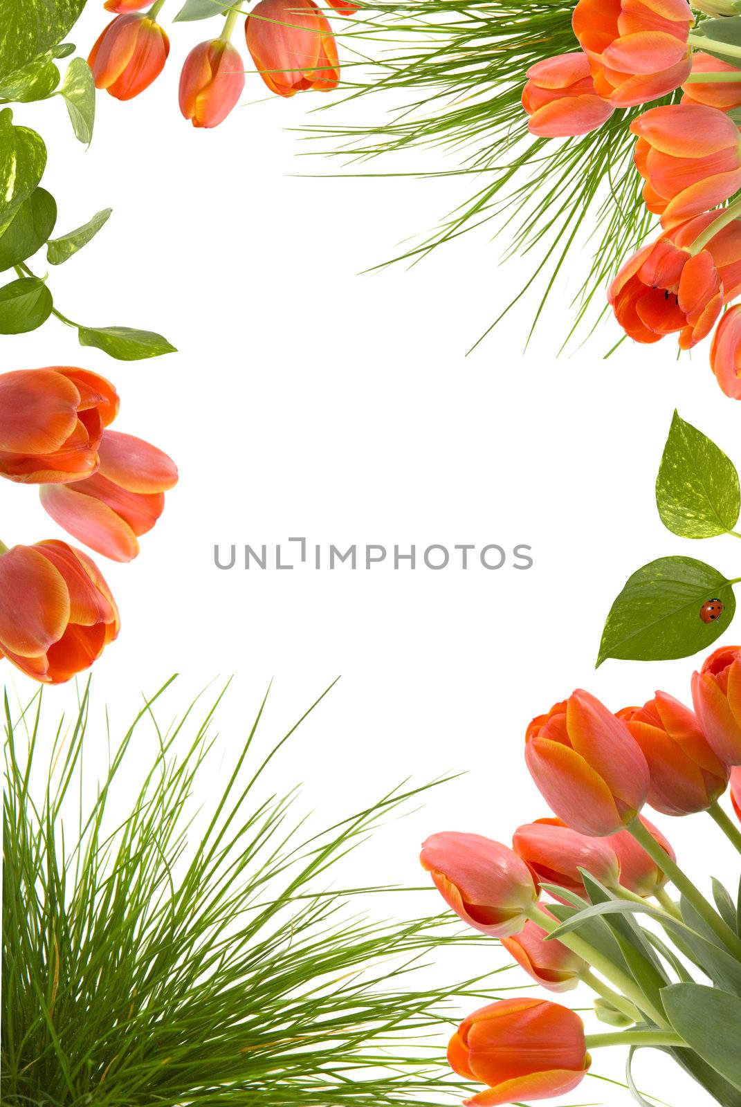  Beautiful floral frame with tulips, plant leaves, lady bug and grass