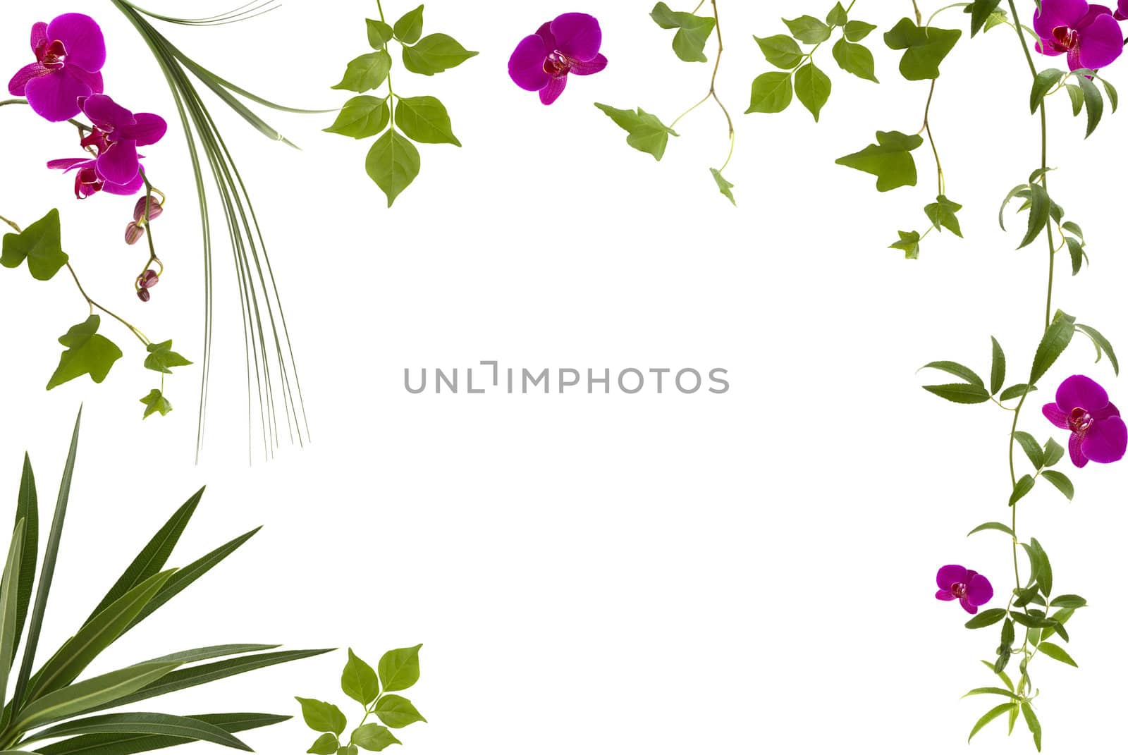 Beautiful floral frame with different leaves and orchids