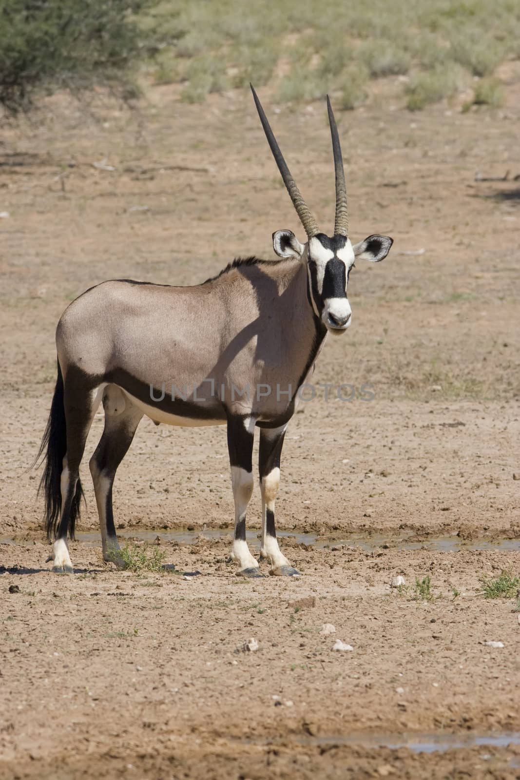 Gemsbok by nightowlza