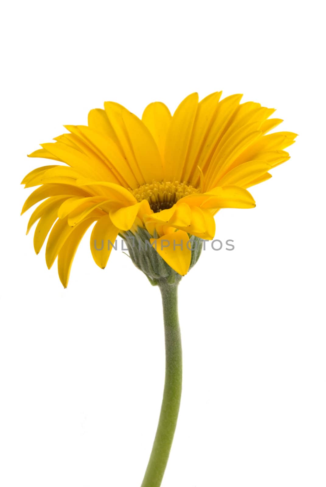Yellow Gerbera daisy