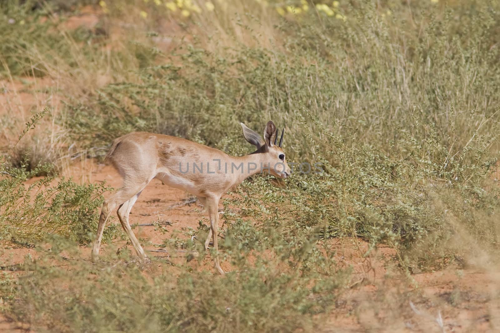 Steenbok by nightowlza