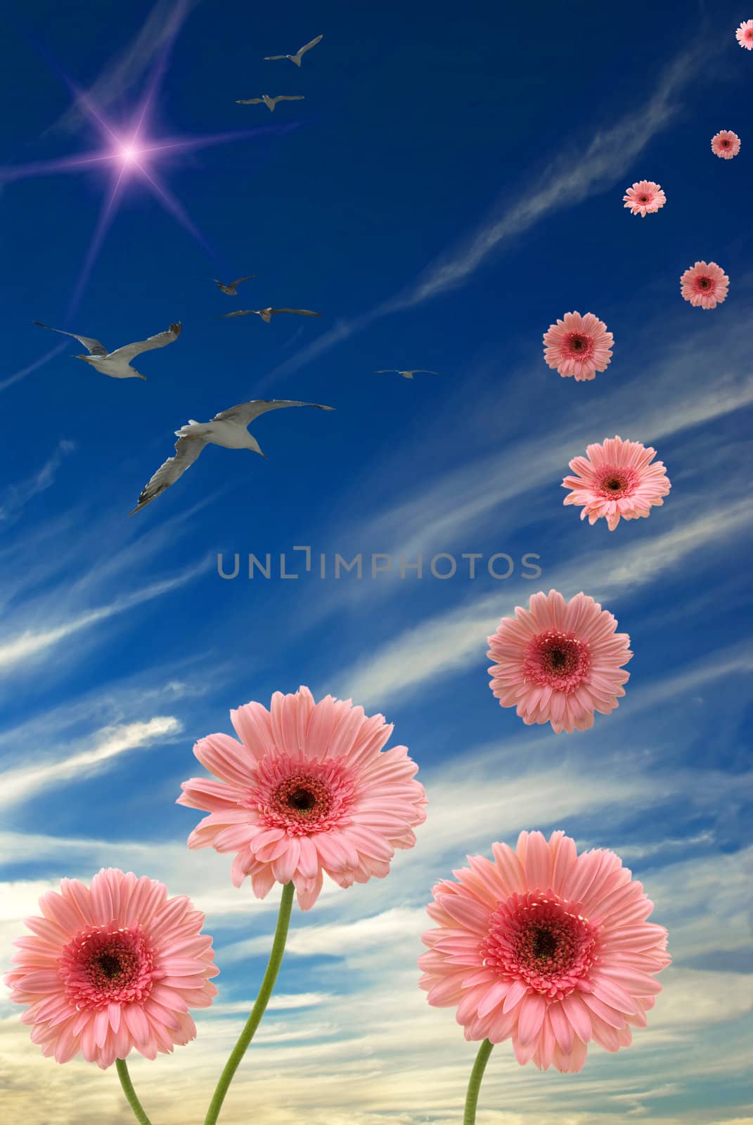 Daisies, sun, birds, and blue sky