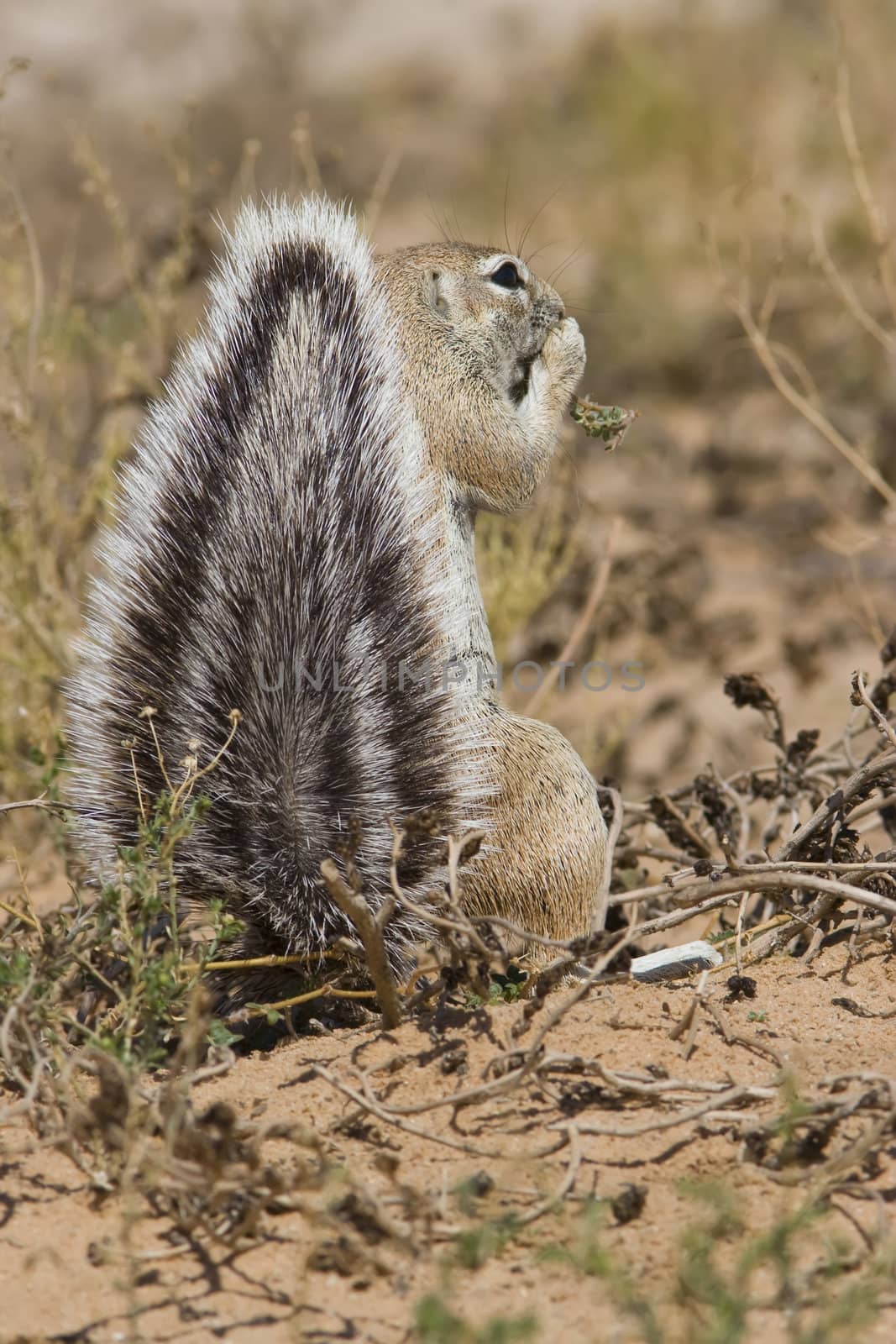 Ground squirrel feeding on plants in the Kalahari