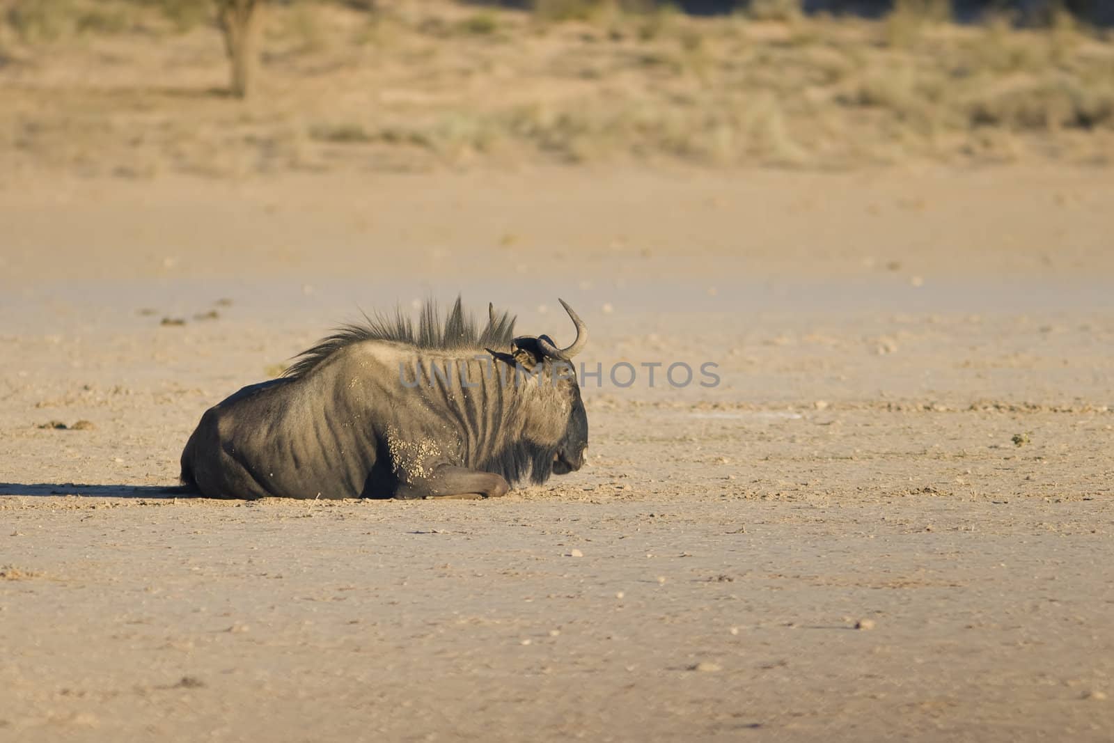 Black Wildebeest Resting by nightowlza