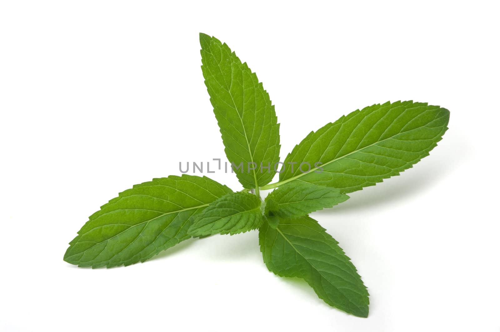 Mint herb by BVDC