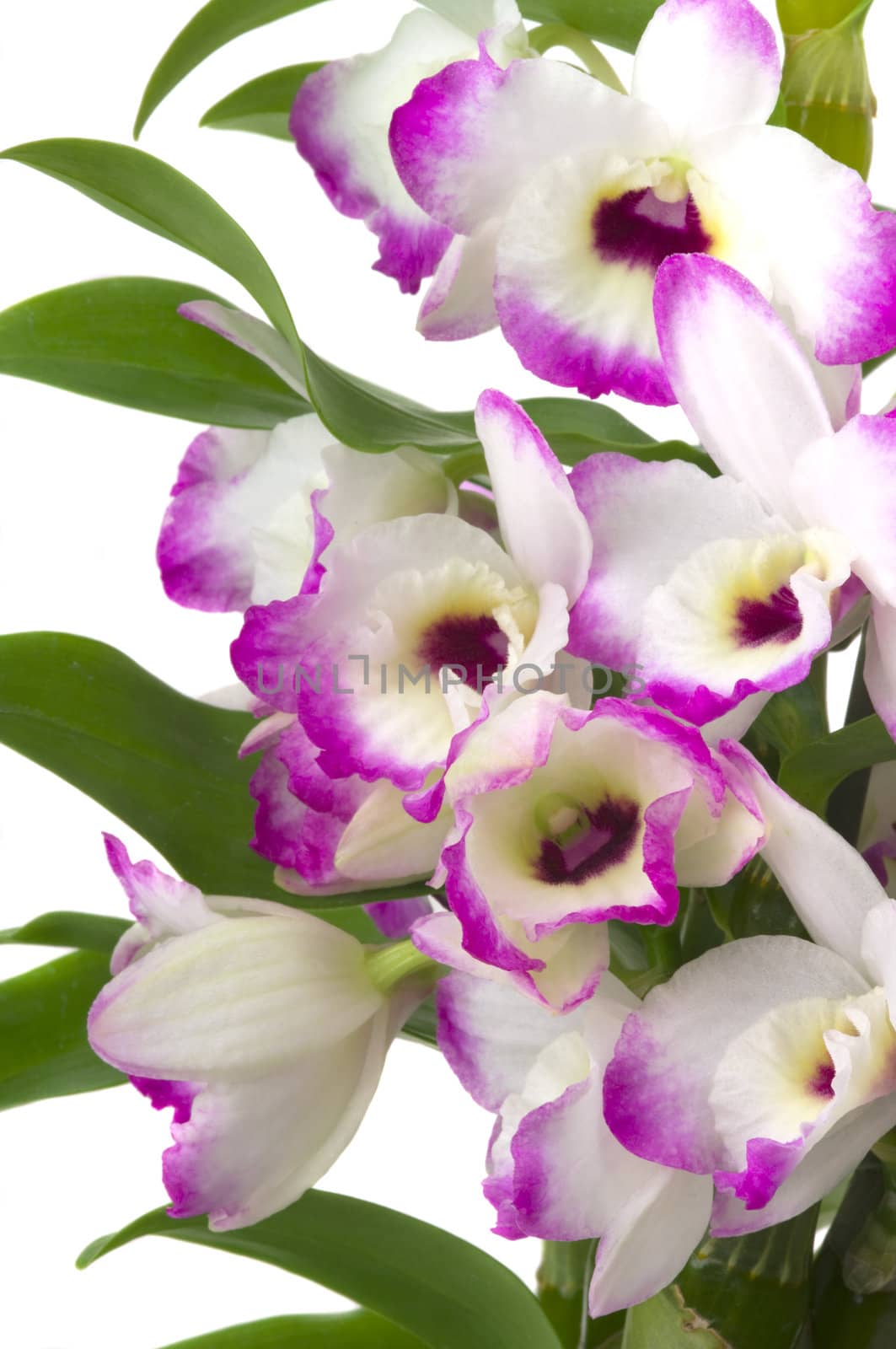 Beautiful tropical orchid bouquet