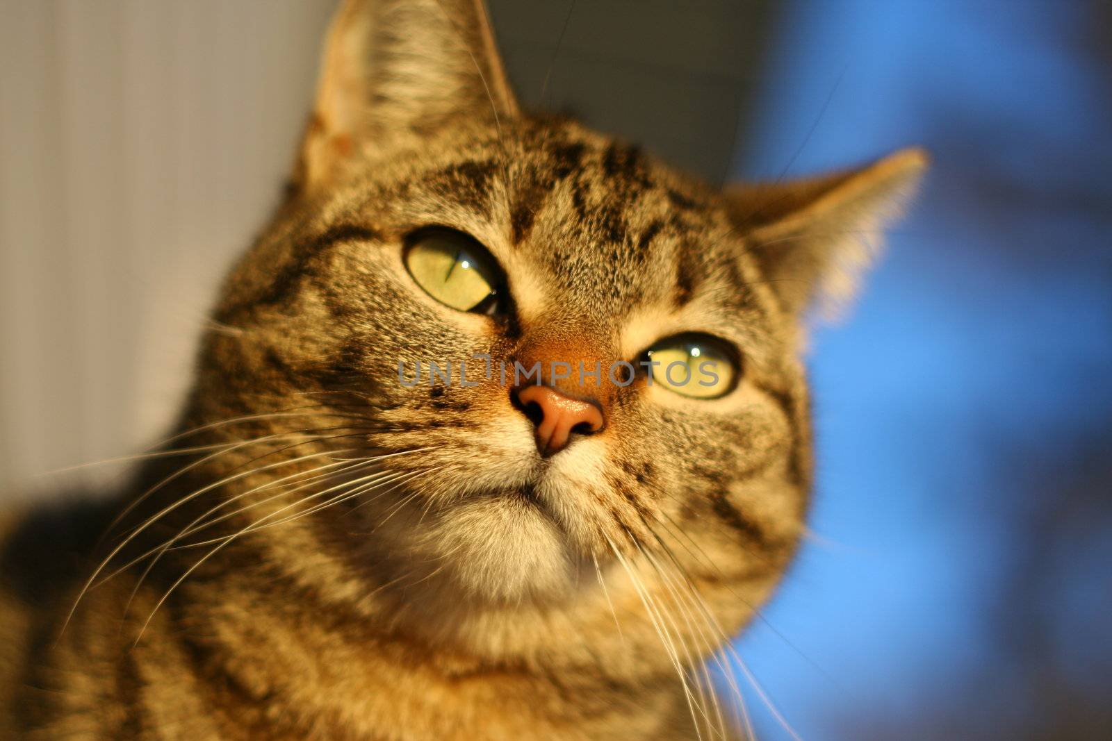 Tabby cat in deep thought