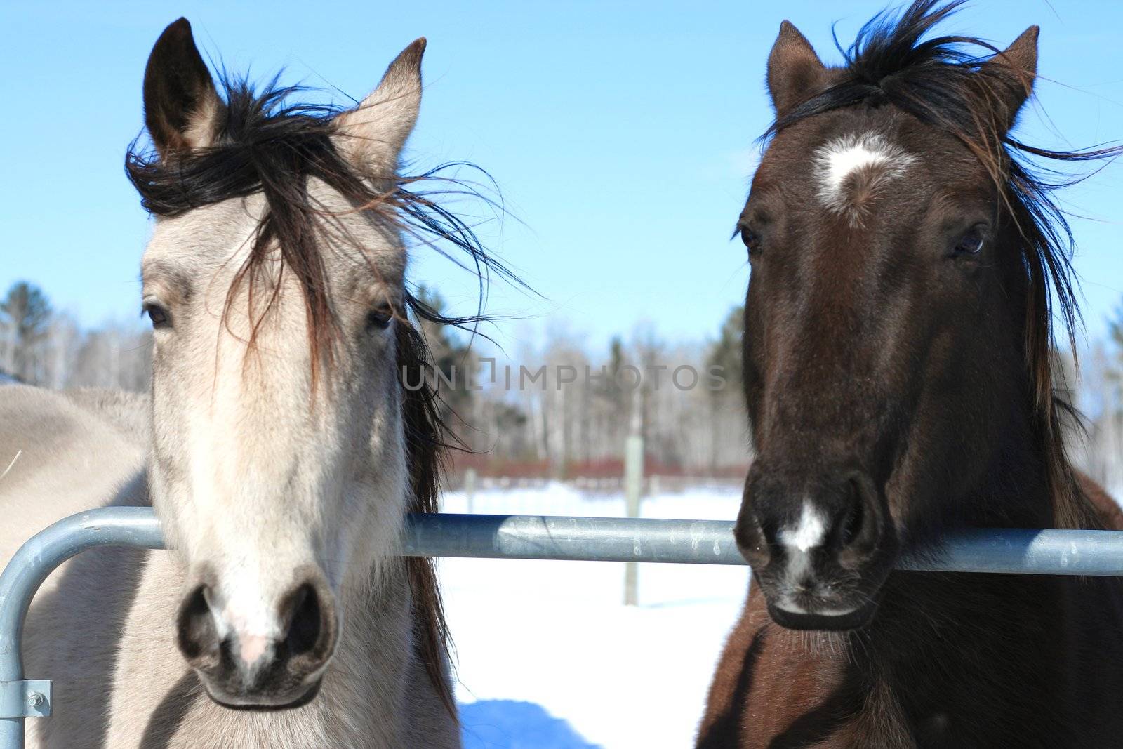 Two horses peering curiously out over railing