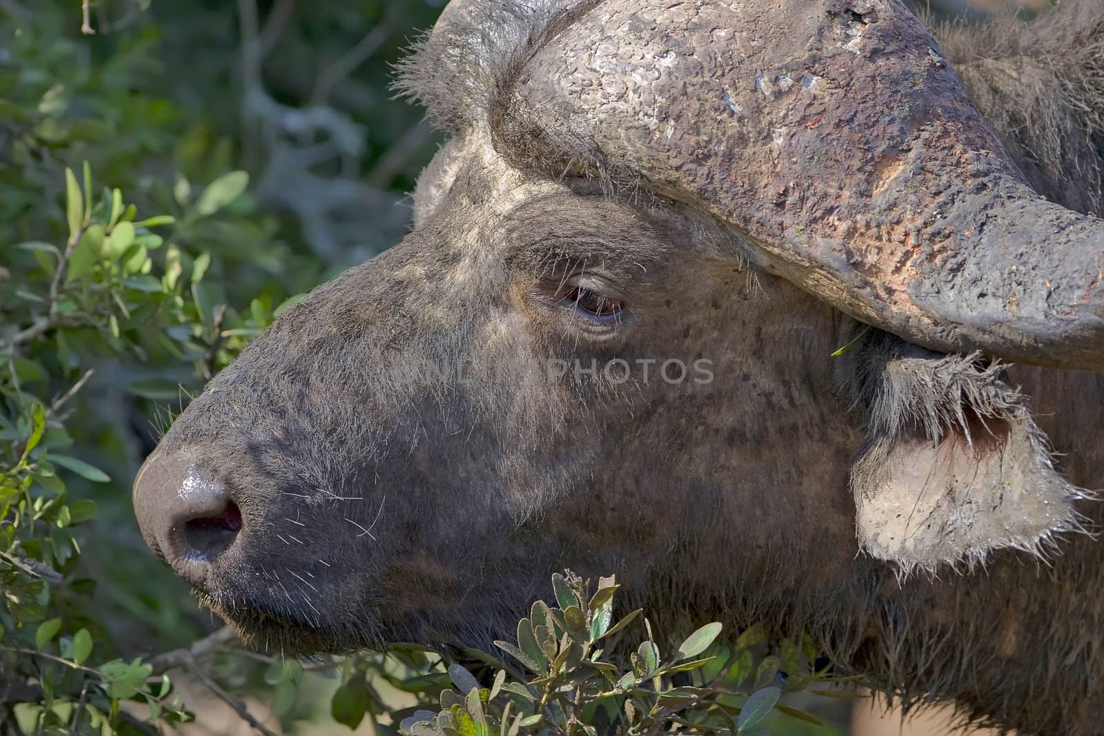 Close up shot of a dangerous cape buffalo