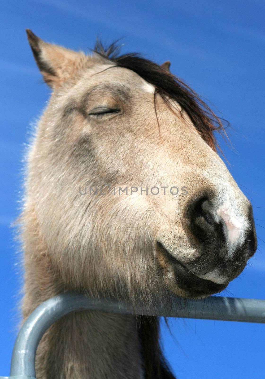 Horse with sense of humor by jarenwicklund