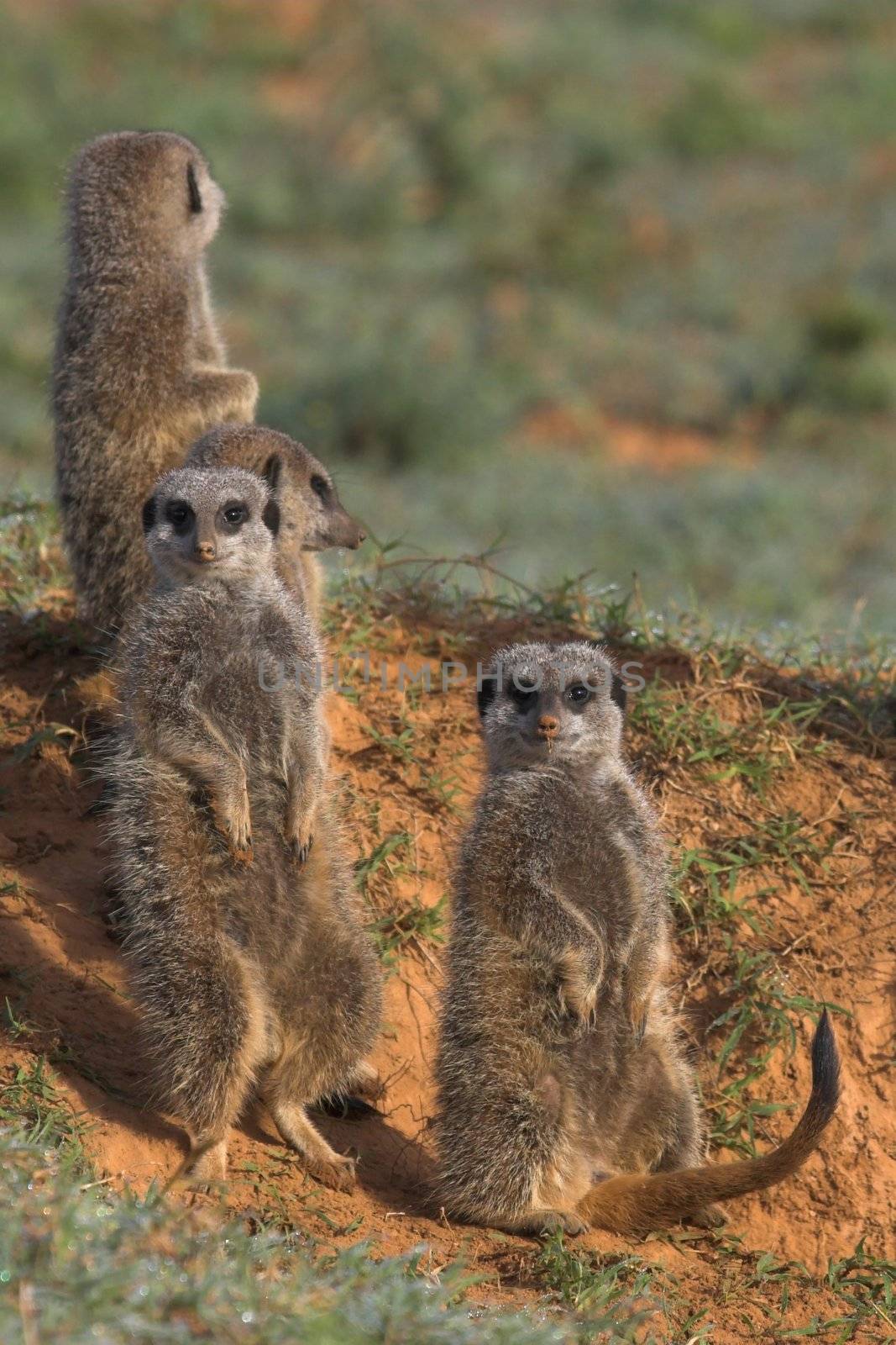 Meerkat Family by nightowlza