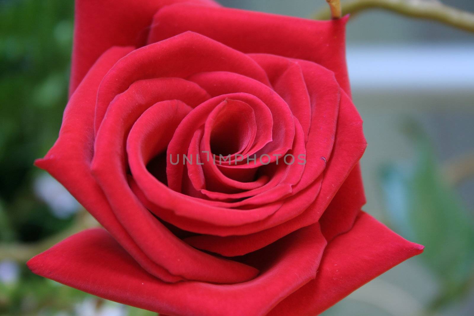 Single red rose