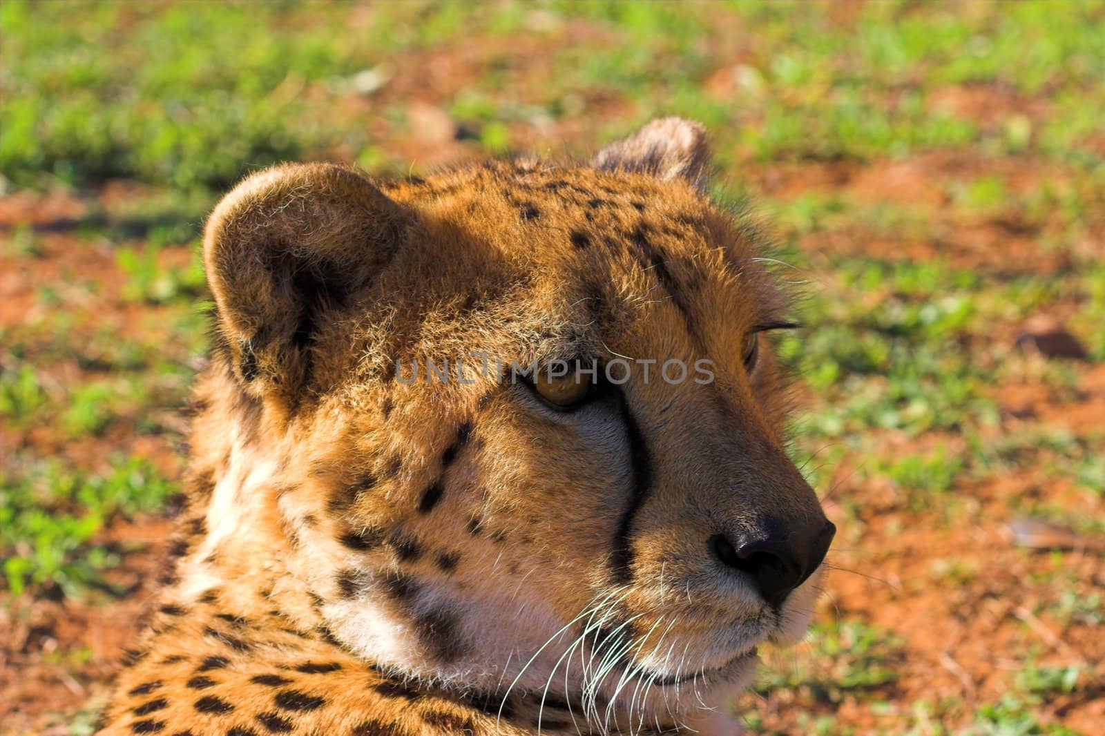 Cheetah Head close up