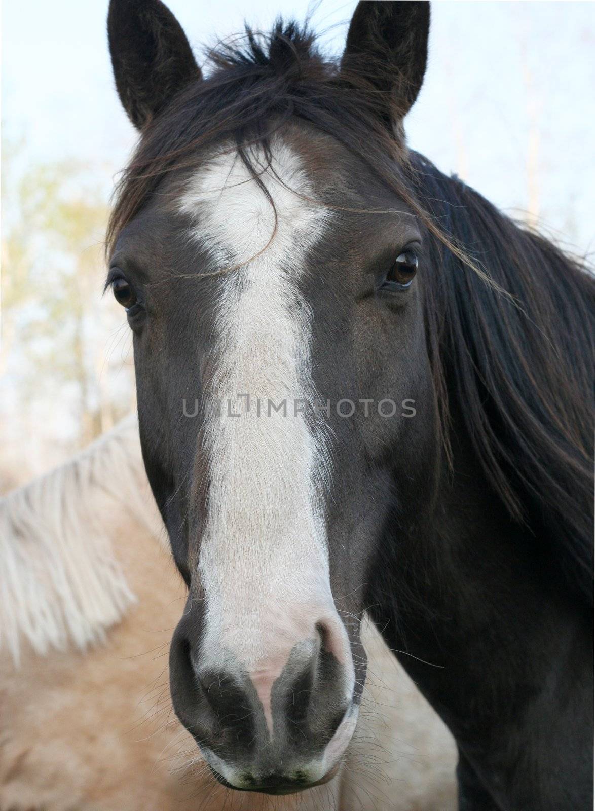 Brown horse looking solemnly at camera