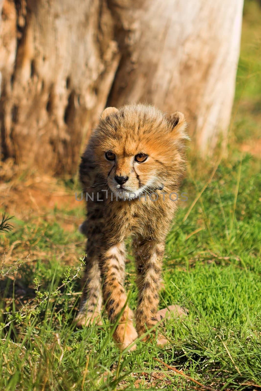 Cheetah Cub Walking towards the camera by nightowlza