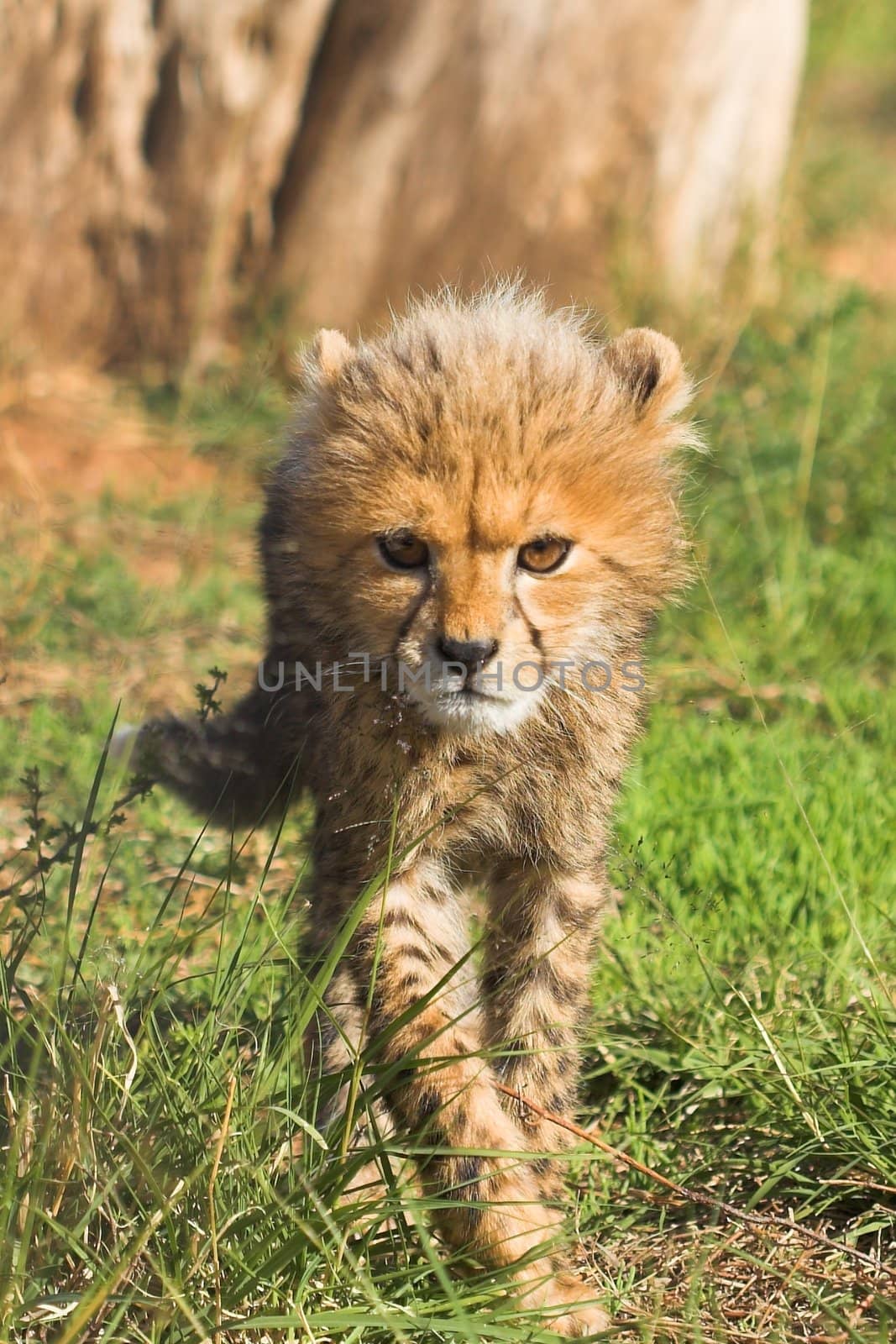 Cub close up stalking the camera