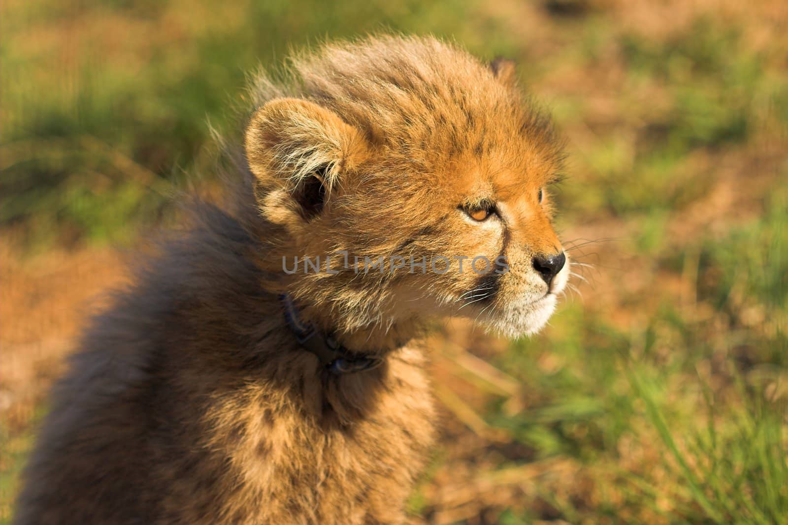 Staring Cheetah cub by nightowlza