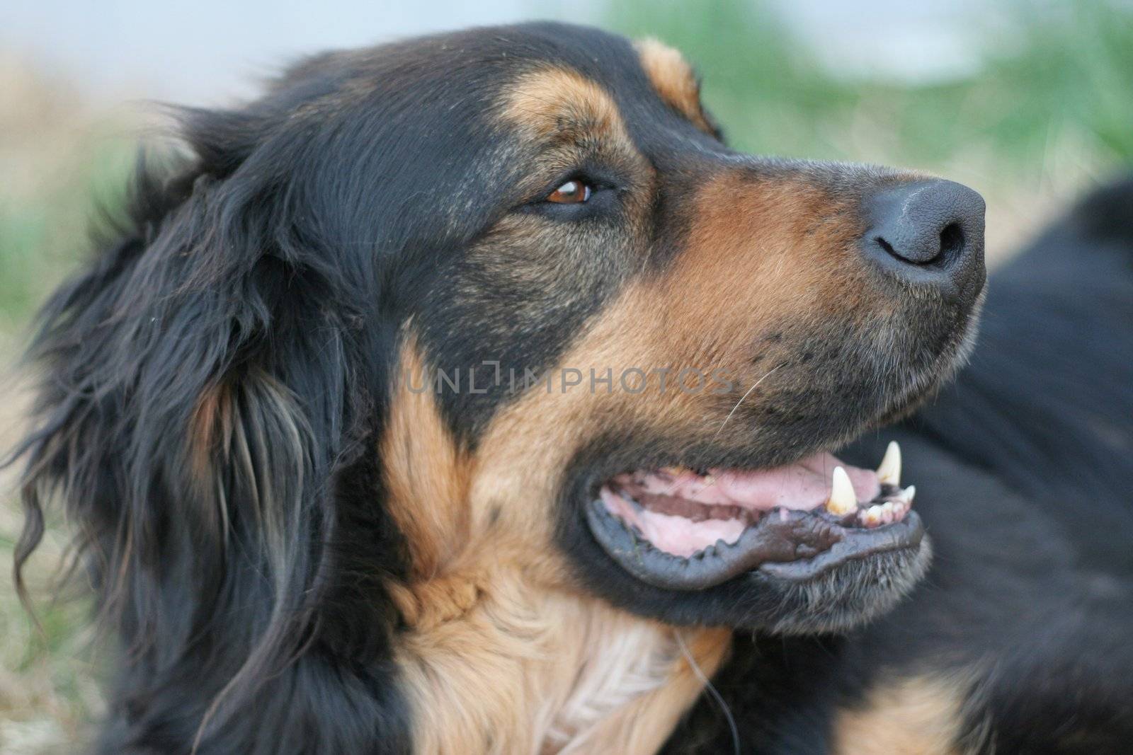 Bernise mountain dog