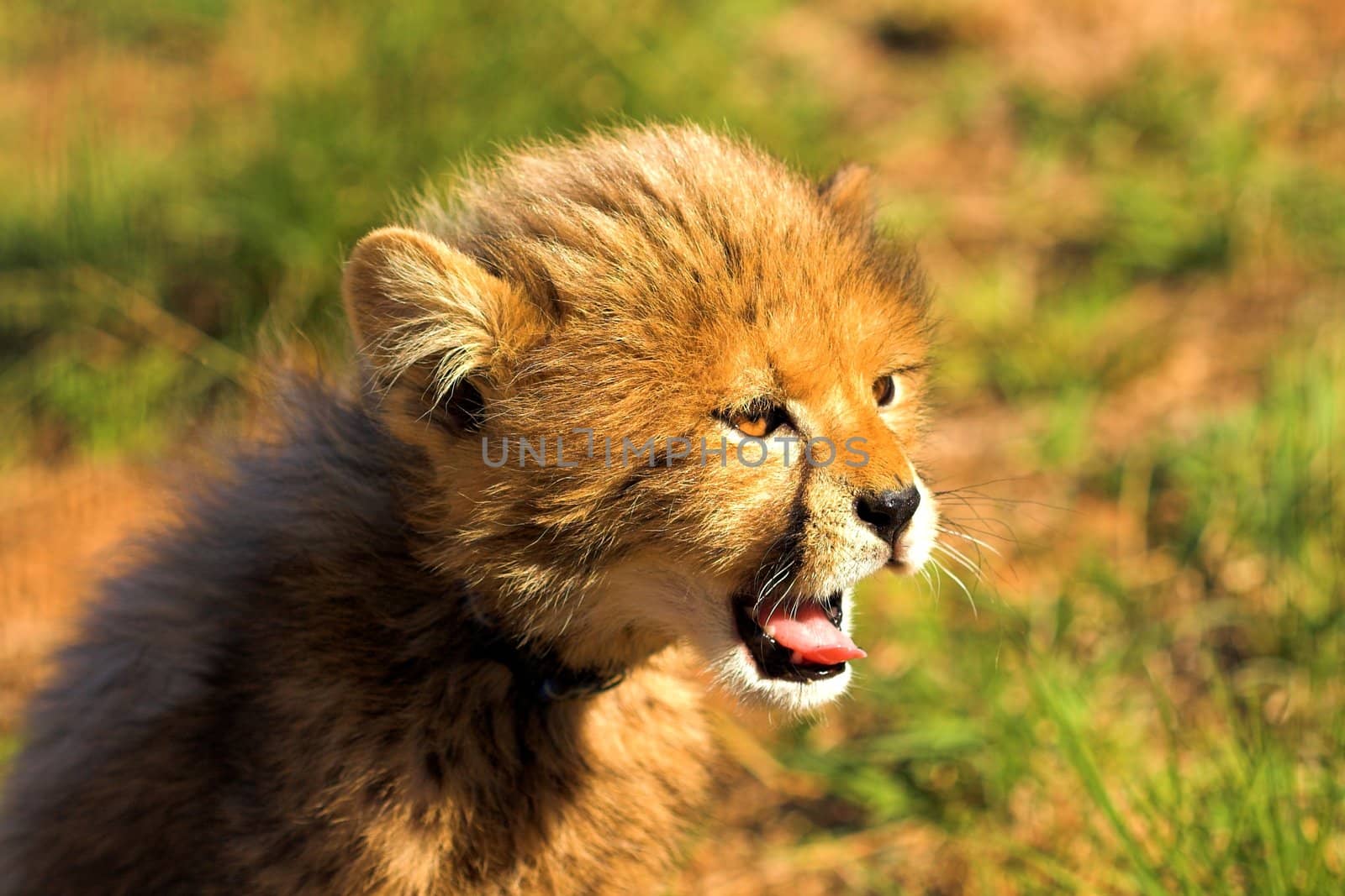 Cheetah Cub Yawning