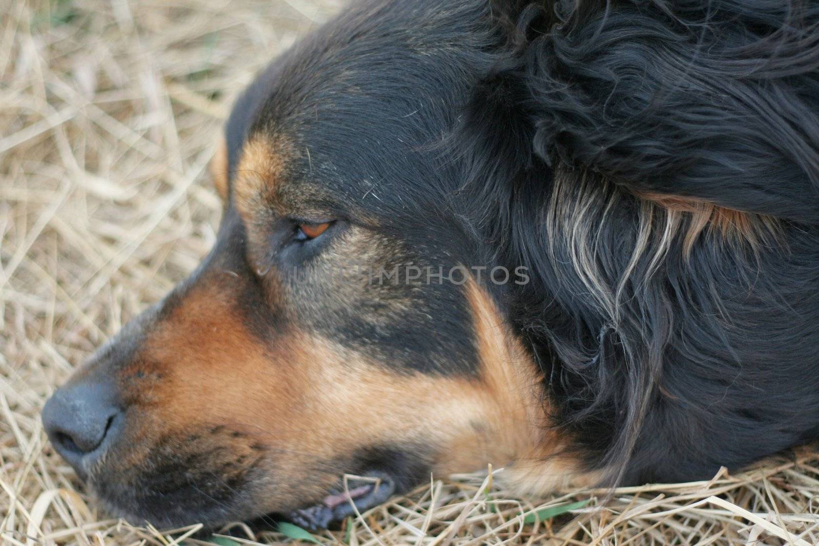 Bernise Mountain dog sleeping