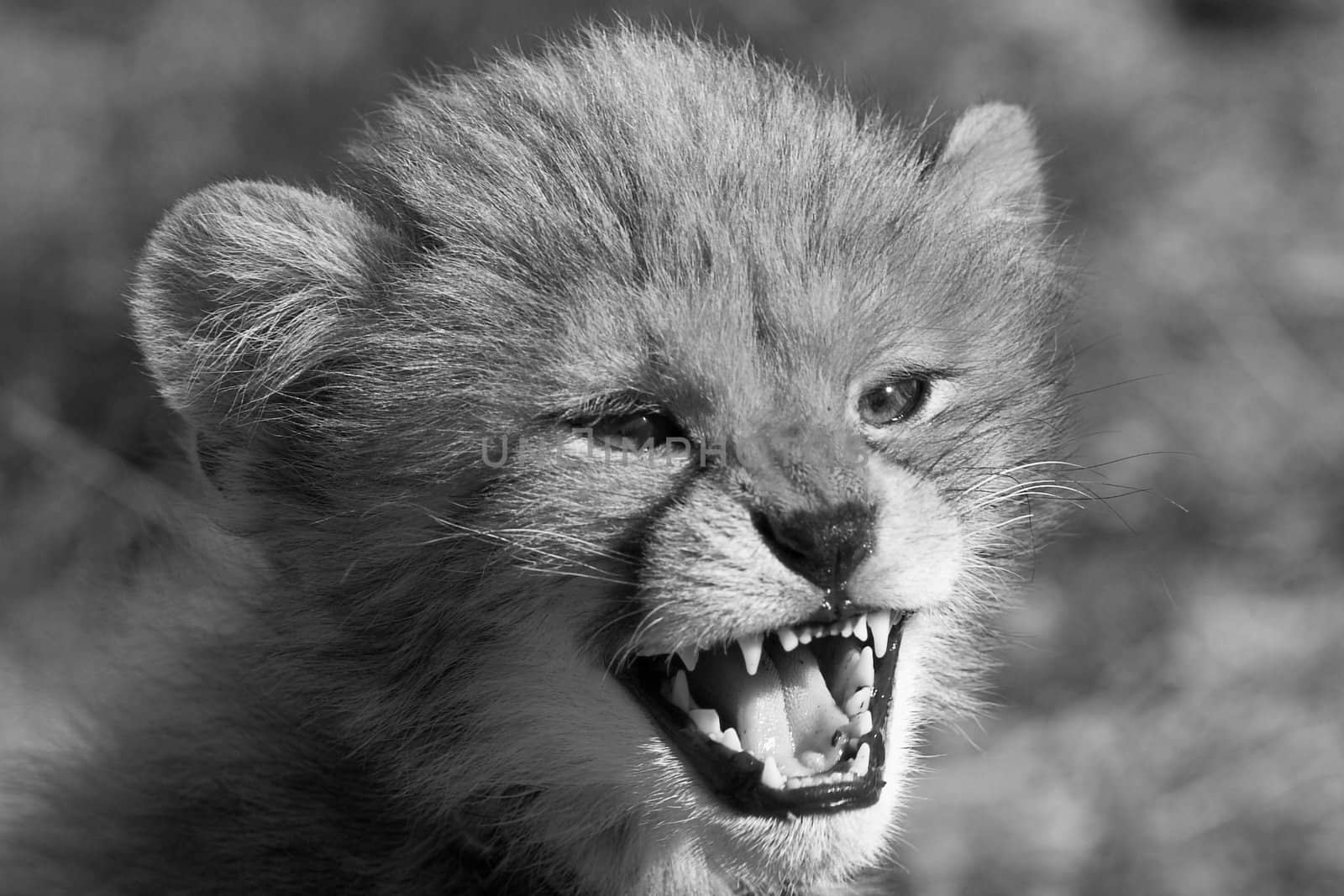 Angry cub by nightowlza